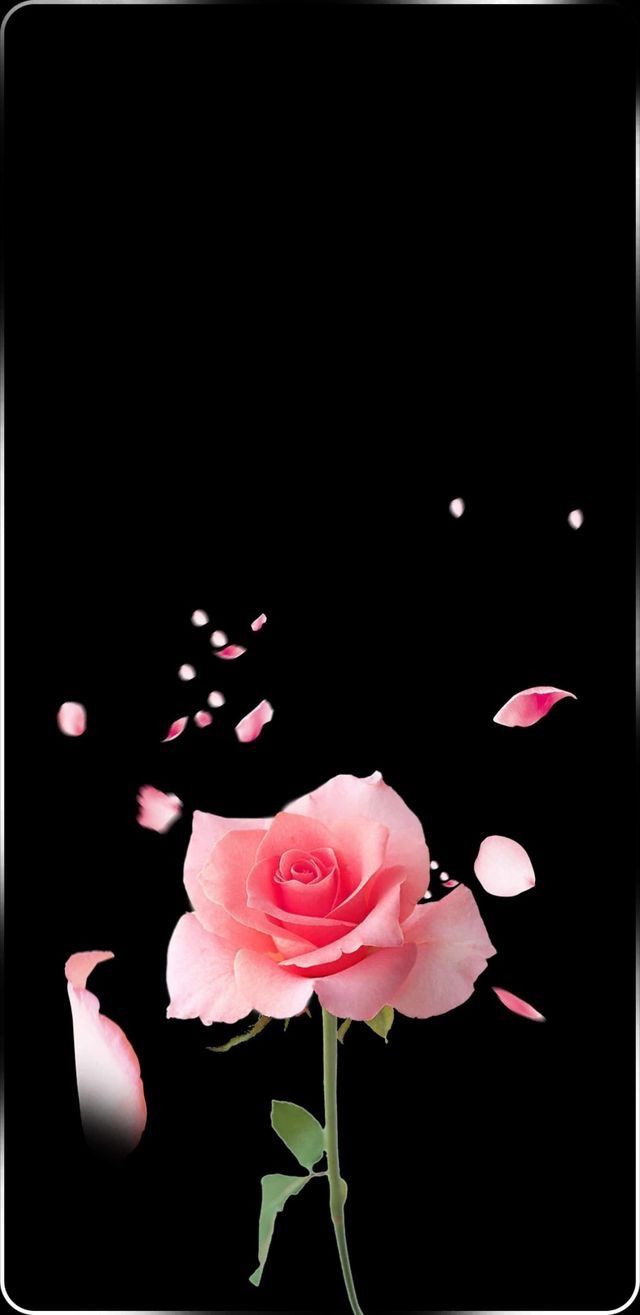 Rose, Blütenblätter, Rosa, Schwarzer Hintergrund, Minimalistisch, Apple-Watch-Zifferblatt