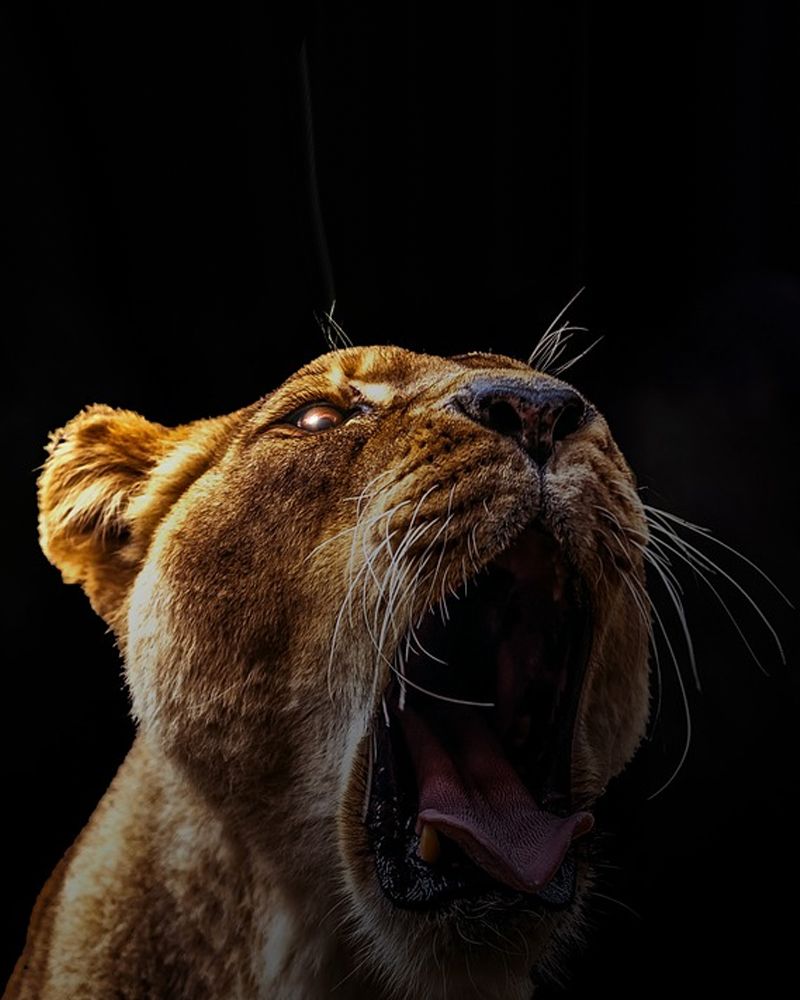Löwin, Brüllen, Raubkatze, Schwarzer Hintergrund, Apple Watch, Zifferblatt