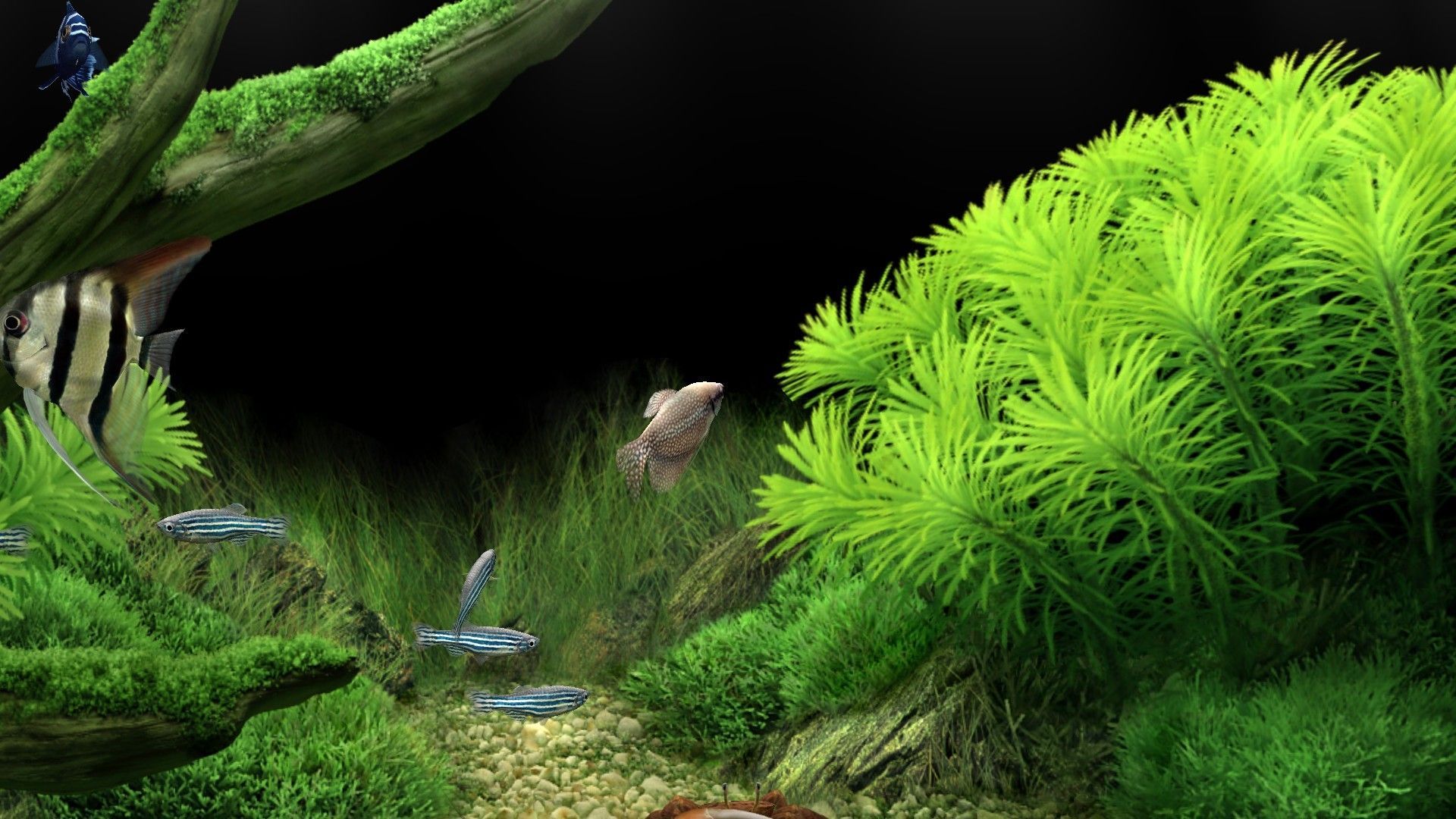 Aquascaping, Wasserpflanzen, Moos, Kleine Fische, Grün, 16:9, Full-HD-Hintergrundbild für den Desktop