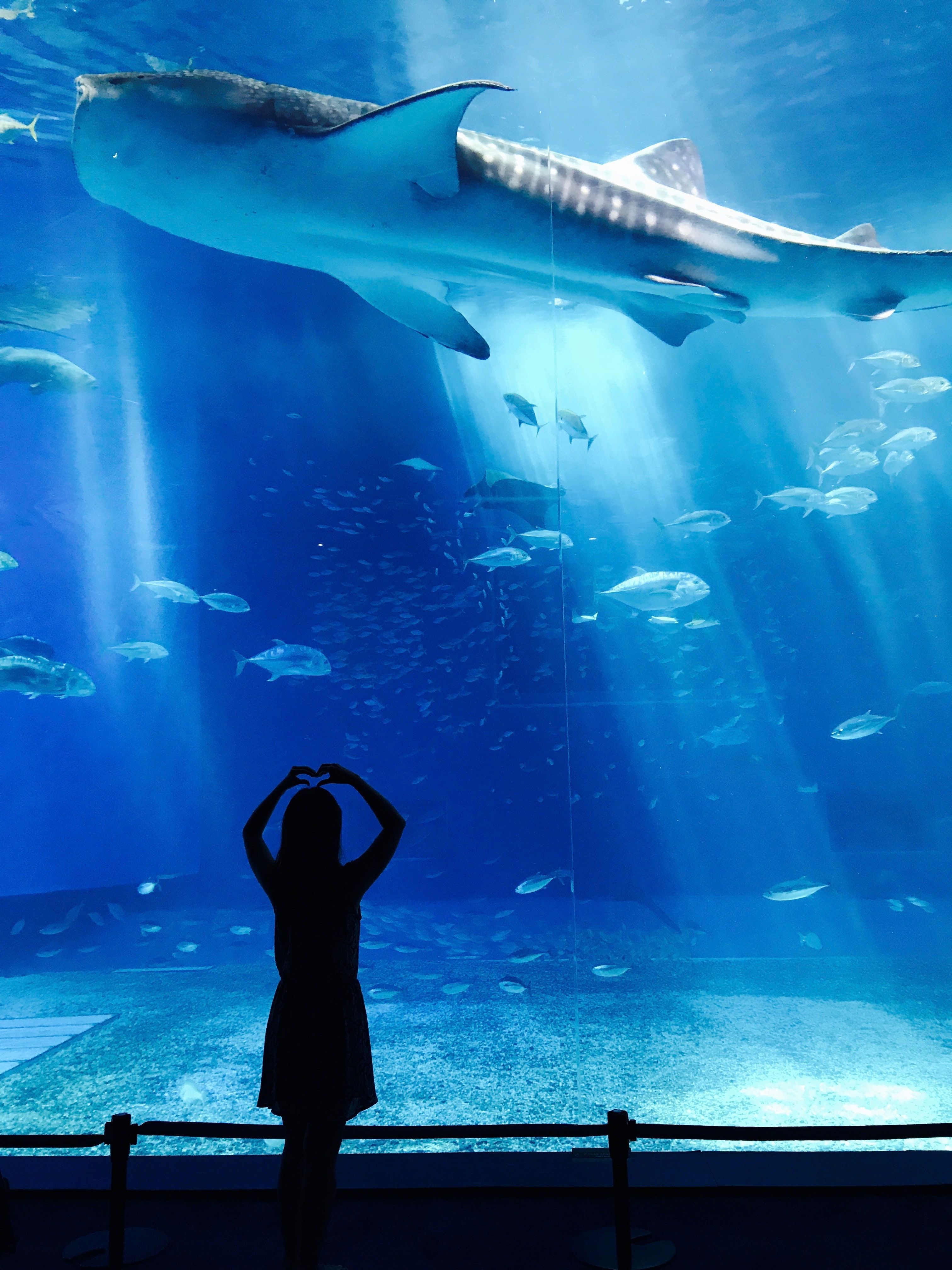 Walhai, Großaquarium, Silhouette, Besucherin, Blau, QHD+, iPad-Hintergrundbild