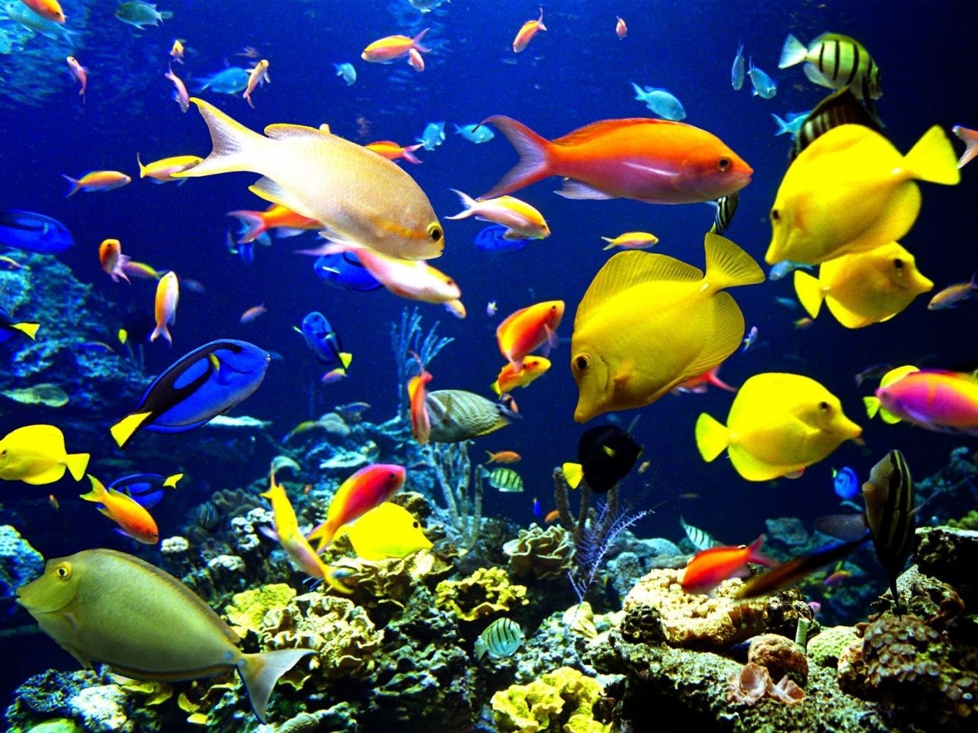 Korallenriff, Doktorfische, Tropische Fische, Bunte Fische, Meerwasseraquarium, iPad-Hintergrundbild