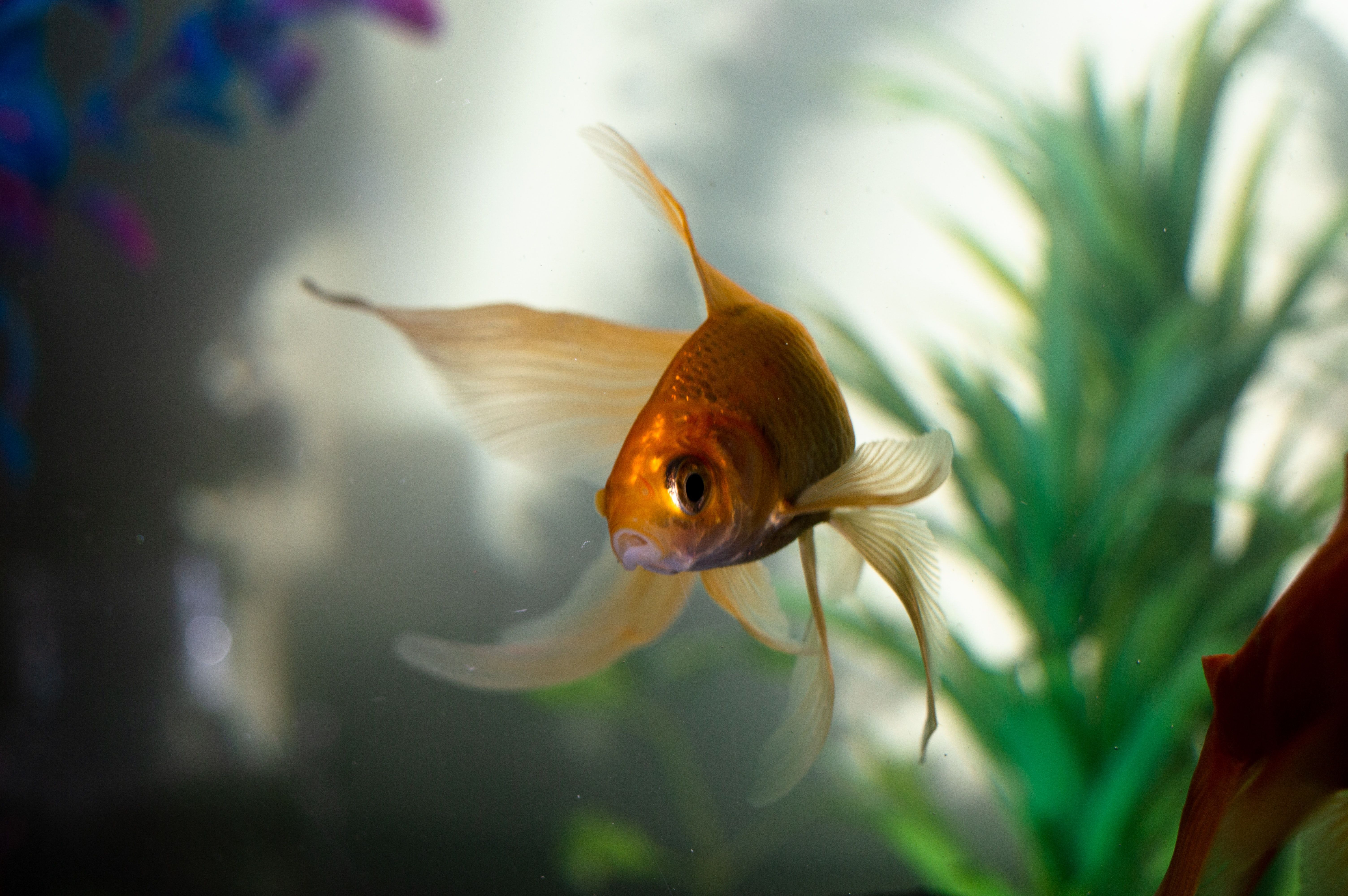 Goldfisch, Wasserpflanzen, Nahaufnahme, Unschärfe, Orange, 6K, Windows-Hintergrundbild