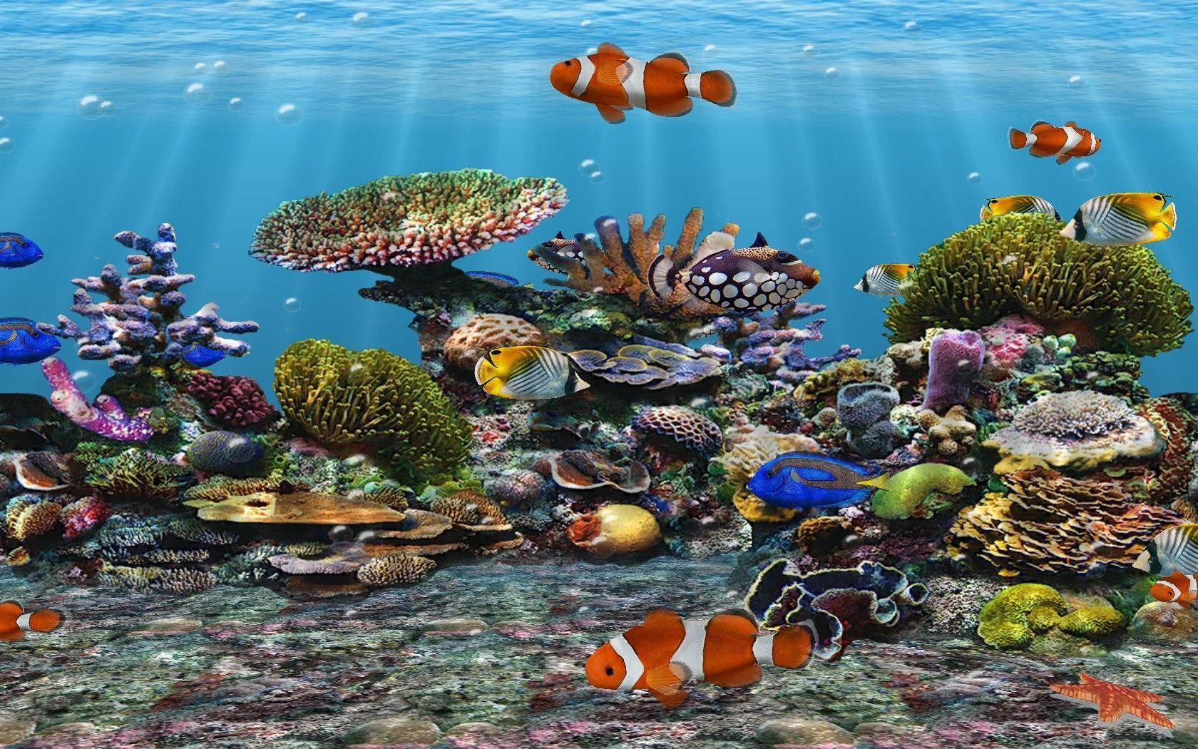Clownfische, Korallenriff, Tropische Fische, Meerwasseraquarium, Sonnenstrahlen, HD Wallpaper