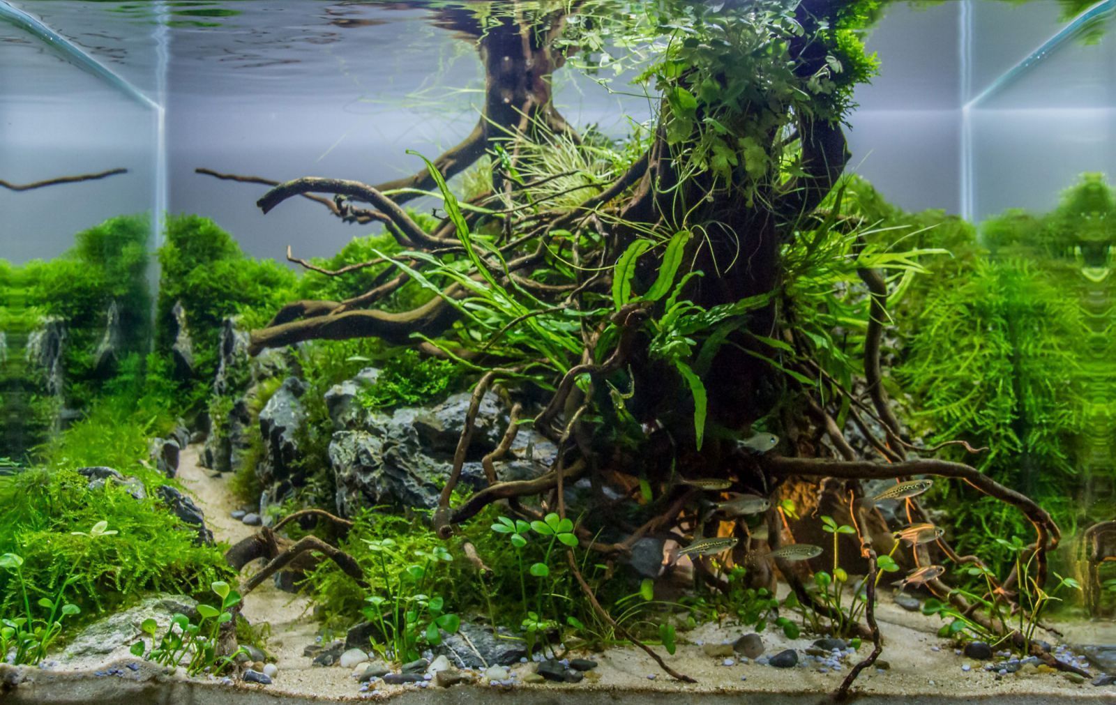 Aquascaping, Wurzelholz, Wasserpflanzen, Naturaquarium, Grün, HD, Laptop-Hintergrundbild