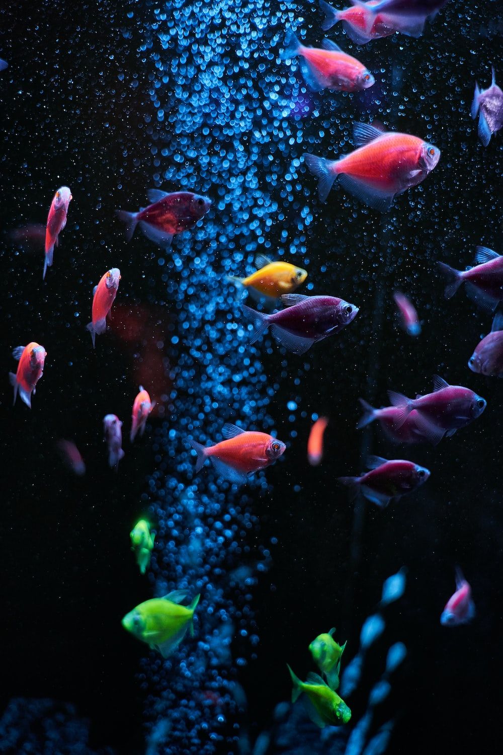 Leuchtfische, GloFish, Luftblasen, Neonfarben, Schwarzer Hintergrund, Sperrbildschirm fürs iPhone