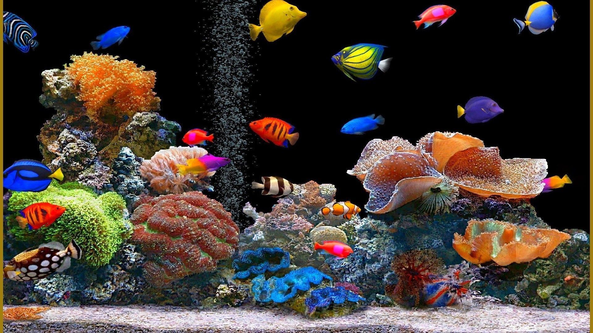 Tropische Fische, Korallen, Meerwasseraquarium, Bunte Fische, Luftblasen, Full HD, Breitbild-Hintergrundbild