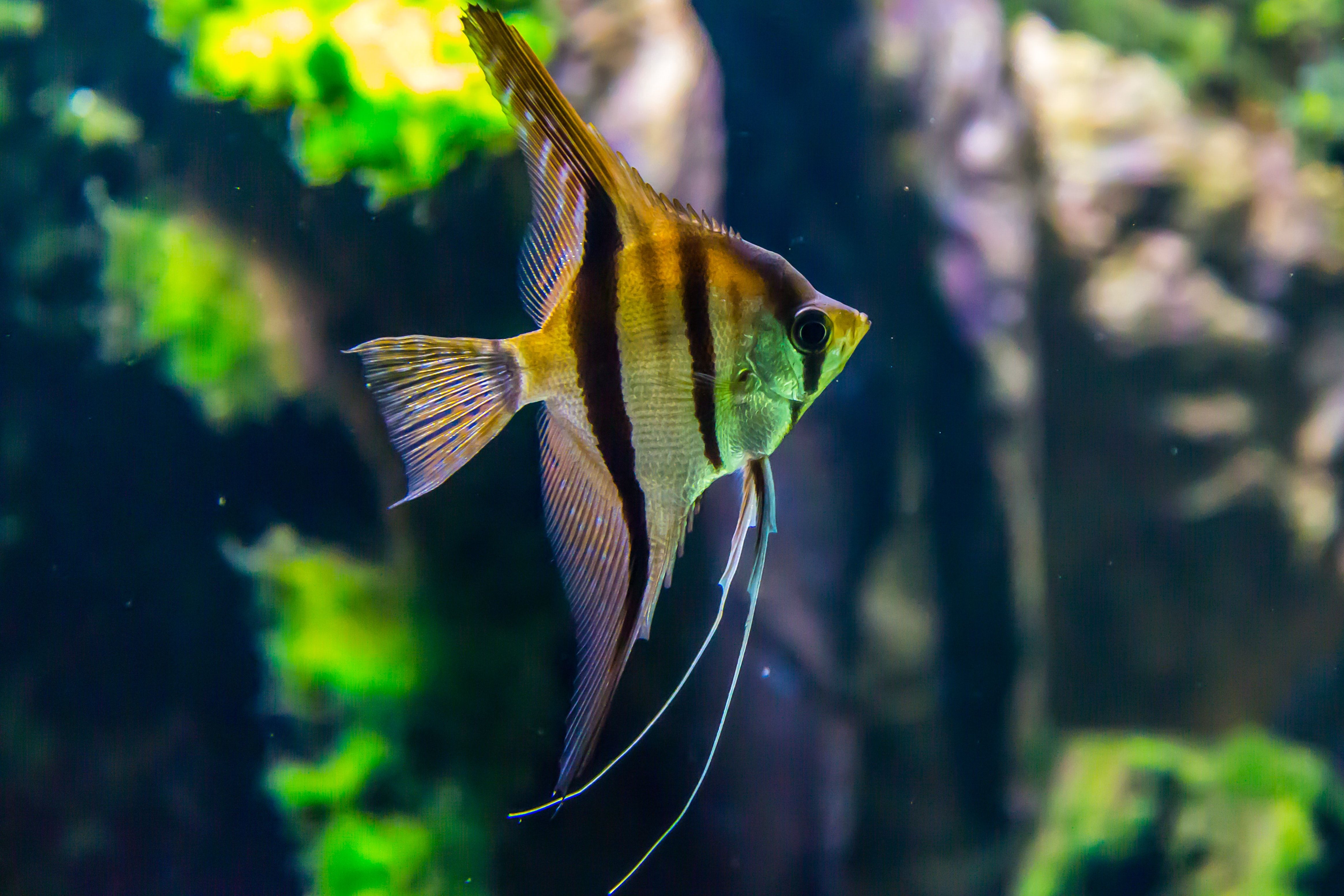 Skalar, Segelflosser, Süßwasserfisch, Nahaufnahme, Wasserpflanzen, 4K, Desktop-Hintergrund