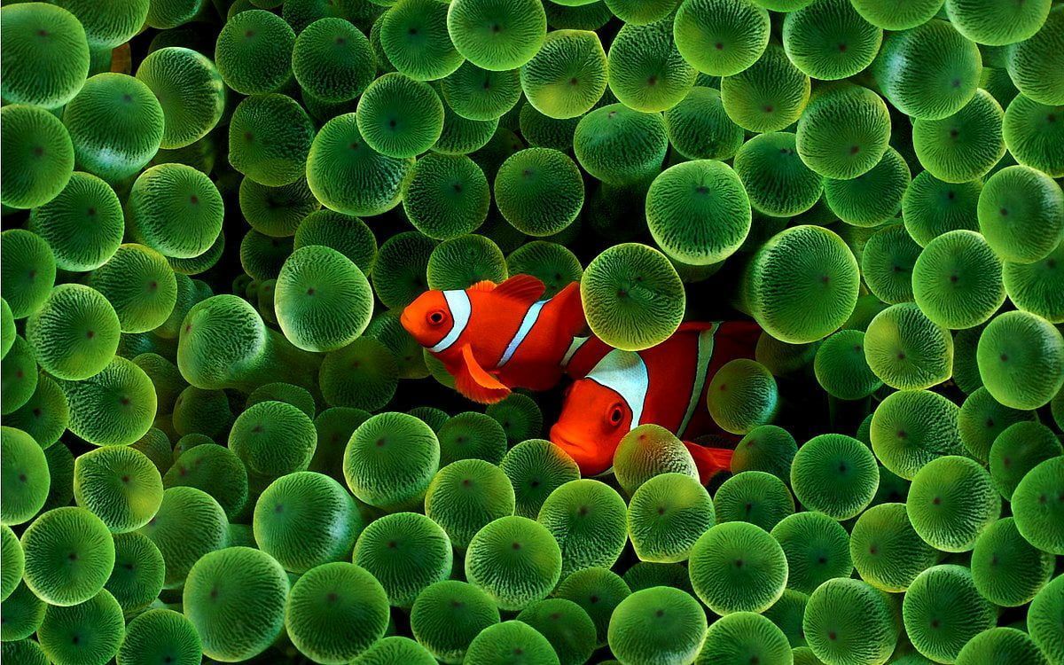 Clownfische, Seeanemone, Grün, Orange, Nahaufnahme, Hintergrund