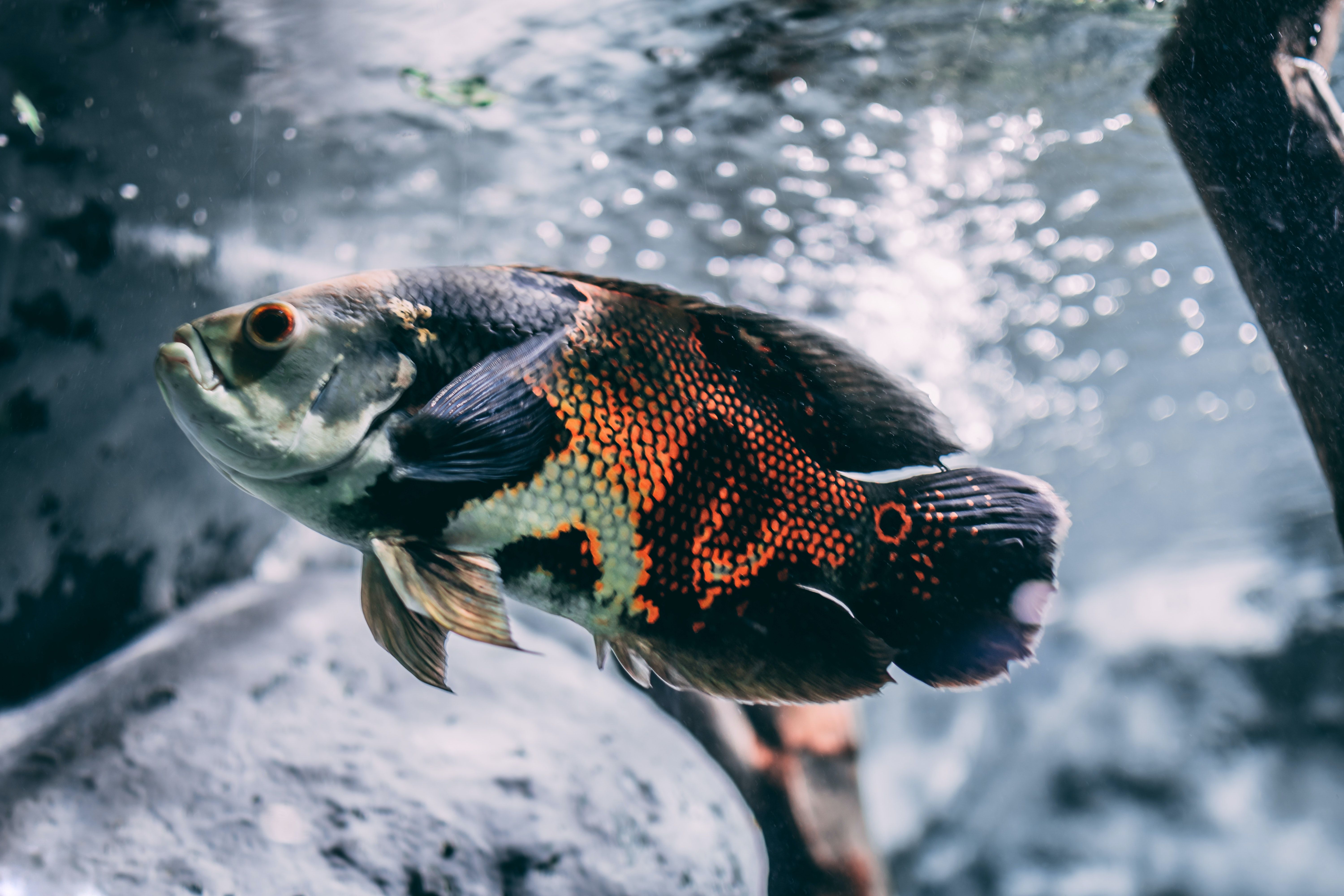 Oskarbarsch, Buntbarsch, Luftblasen, Nahaufnahme, Aquarienfisch, 6K, PC-Hintergrundbild