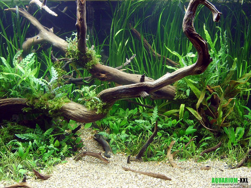 Aquascaping, Wurzelholz, Wasserpflanzen, Naturaquarium, Sandboden, Hintergrundbild fürs Tablet