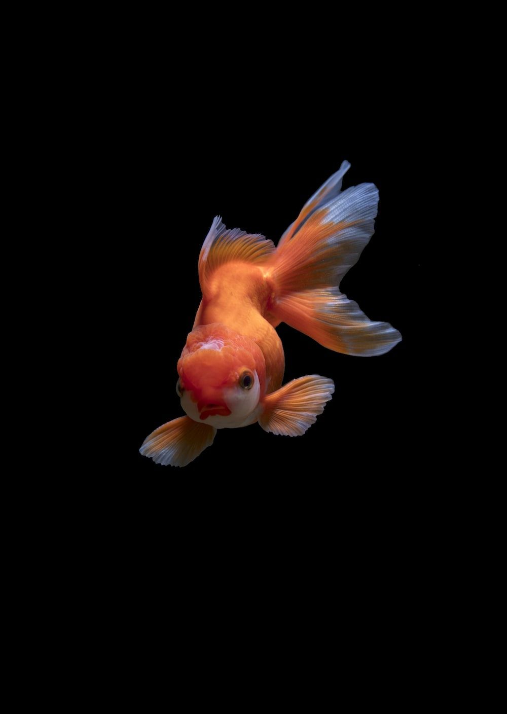 Goldfisch, Schleierschwanz, Schwarzer Hintergrund, Orange, Minimalistisch, HD Wallpaper