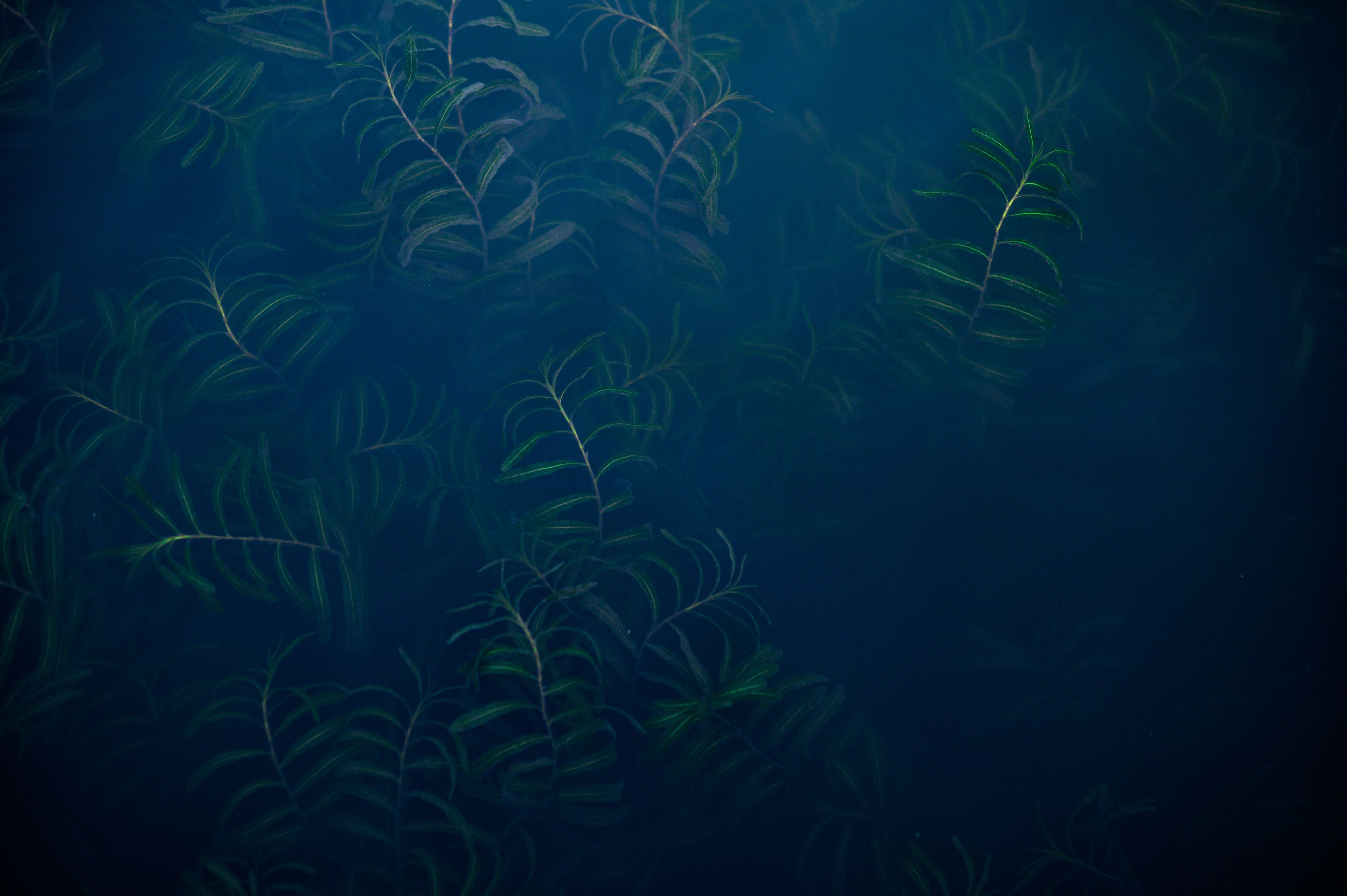 Wasserpflanzen, Unterwasser, Dunkelblau, Seegras, Dunkel, 6K, Desktop-Hintergrund
