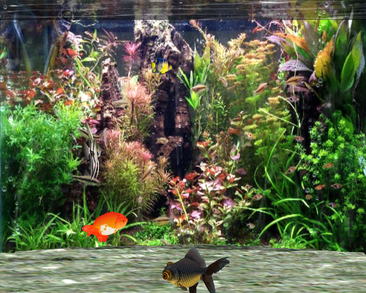 Pflanzenaquarium, Wasserpflanzen, Goldfisch, Süßwasseraquarium, Bunt, HD-Hintergrundbild für PC
