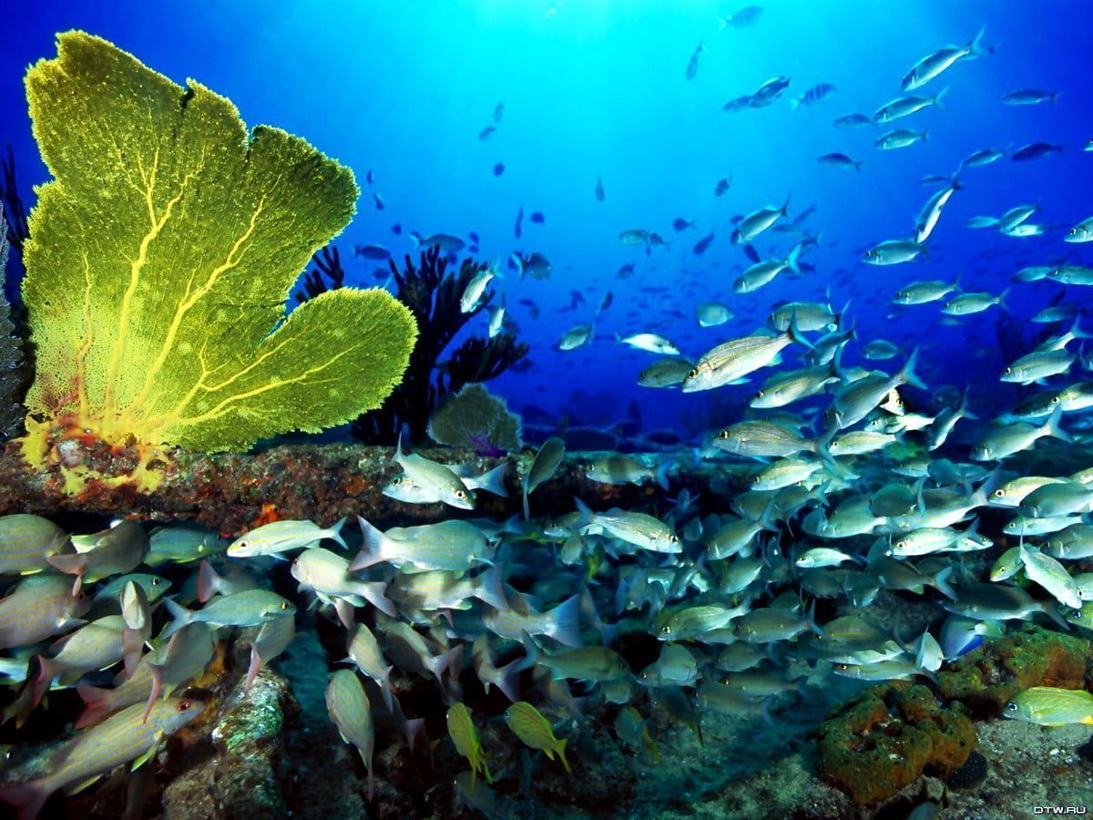 Fischschwarm, Gorgonie, Korallenriff, Unterwasser, Blau, Hintergrundbild fürs Tablet