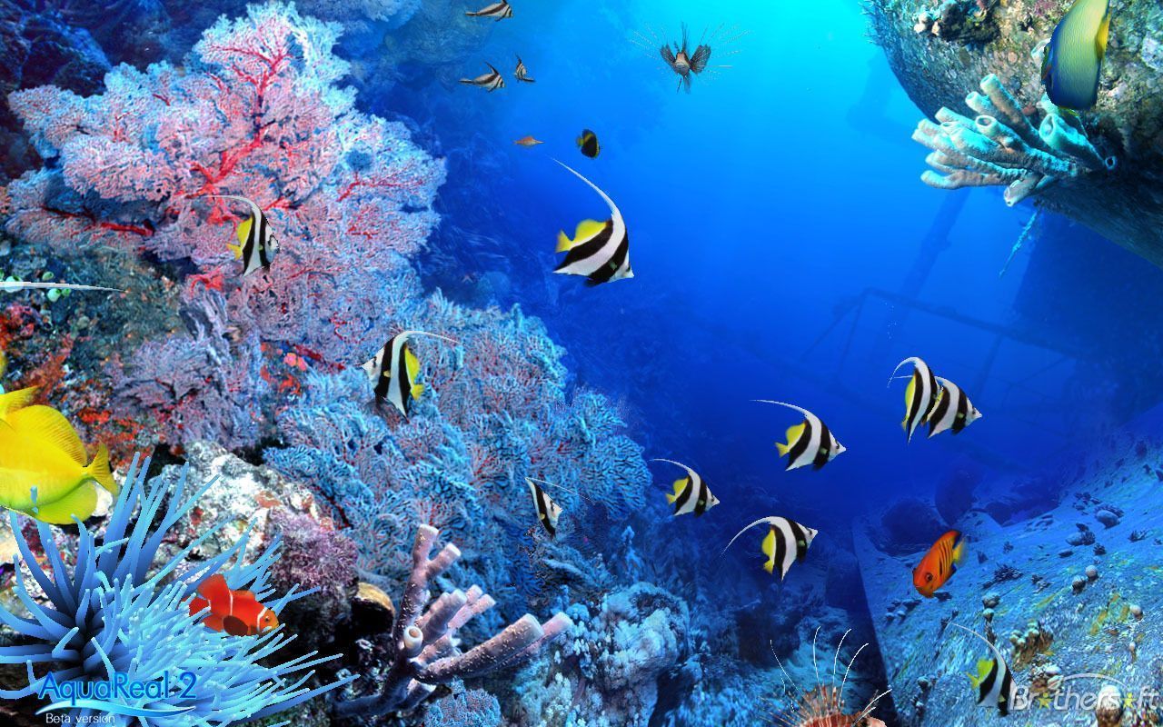 Korallenriff, Wimpelfische, Gorgonien, Unterwasser, Blau, HD, MacBook-Hintergrundbild