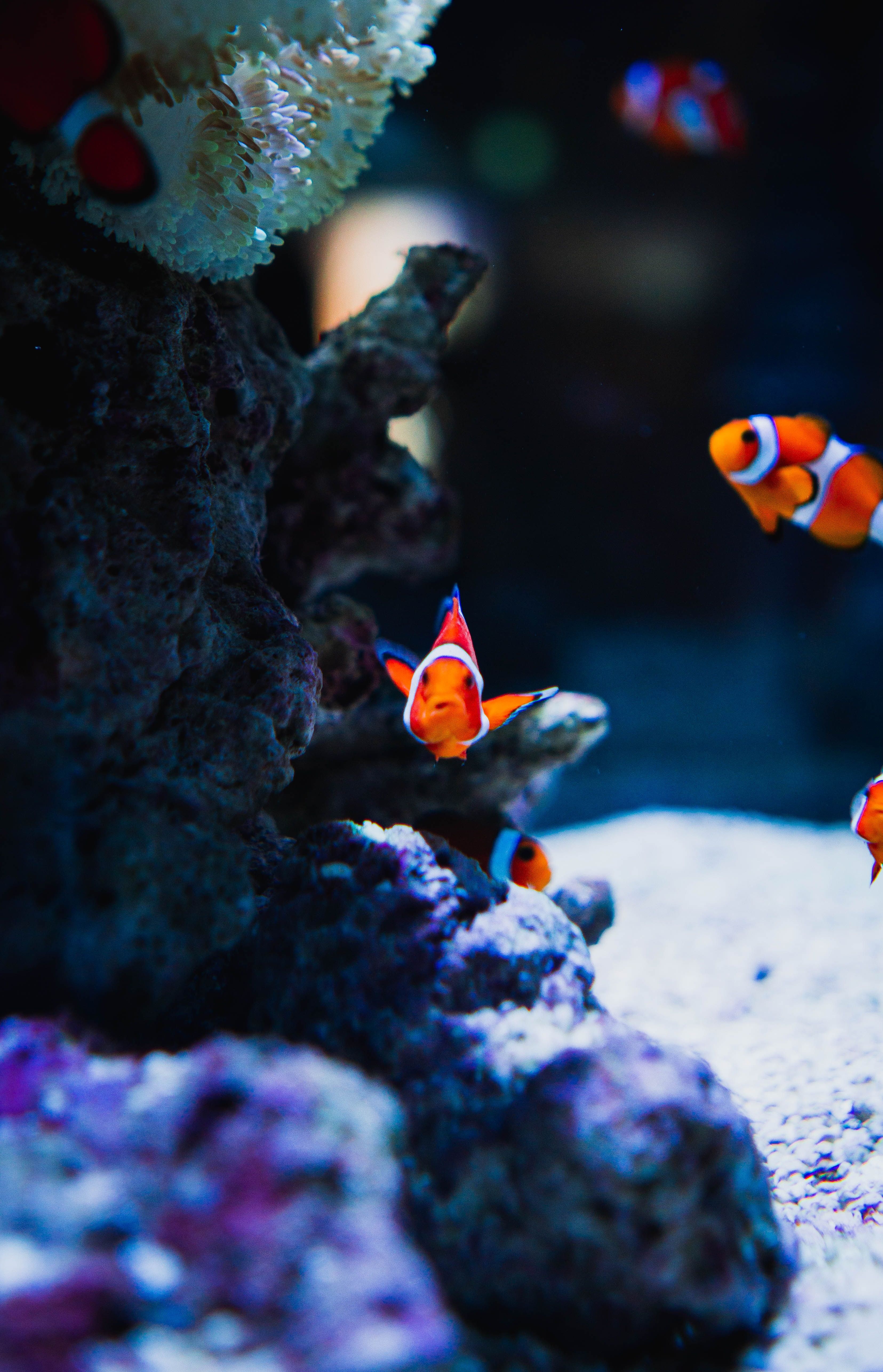 Clownfische, Korallen, Meerwasseraquarium, Dunkel, Orange, Hintergrundbild fürs Handy