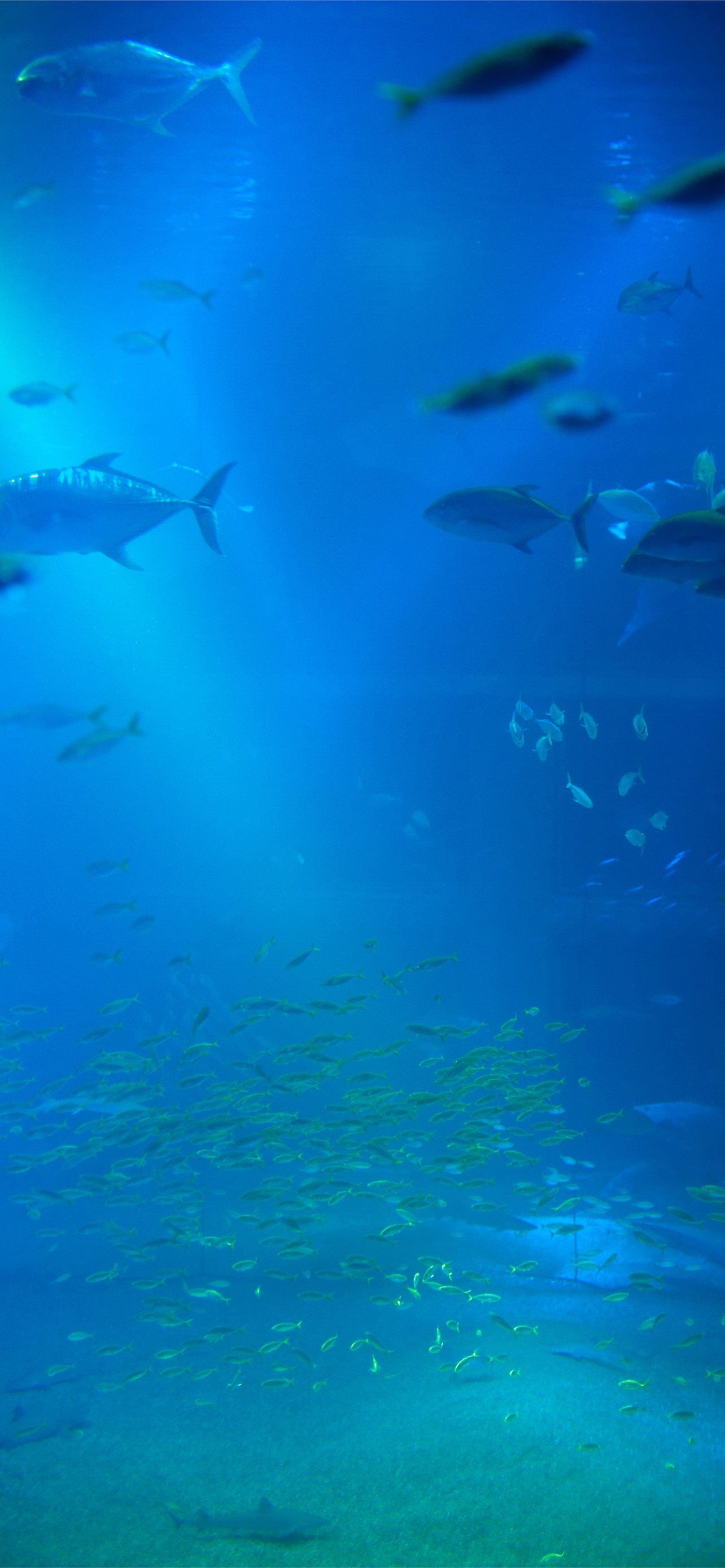 Unterwasser, Fischschwarm, Lichtstrahlen, Blau, Tiefsee, Full HD, iPhone-Hintergrundbild
