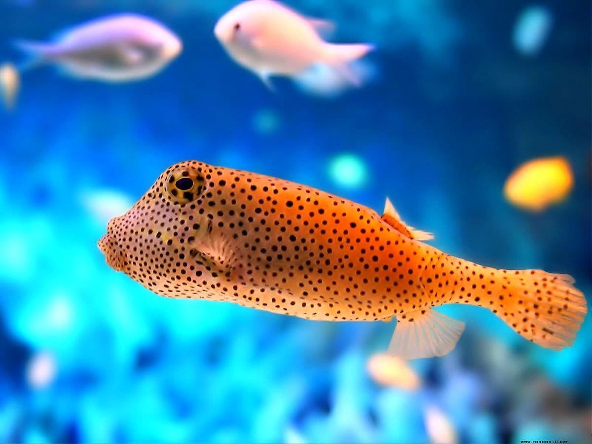 Kofferfisch, Gepunkteter Fisch, Unterwasser, Blau, Orange, Hintergrundbild fürs iPad