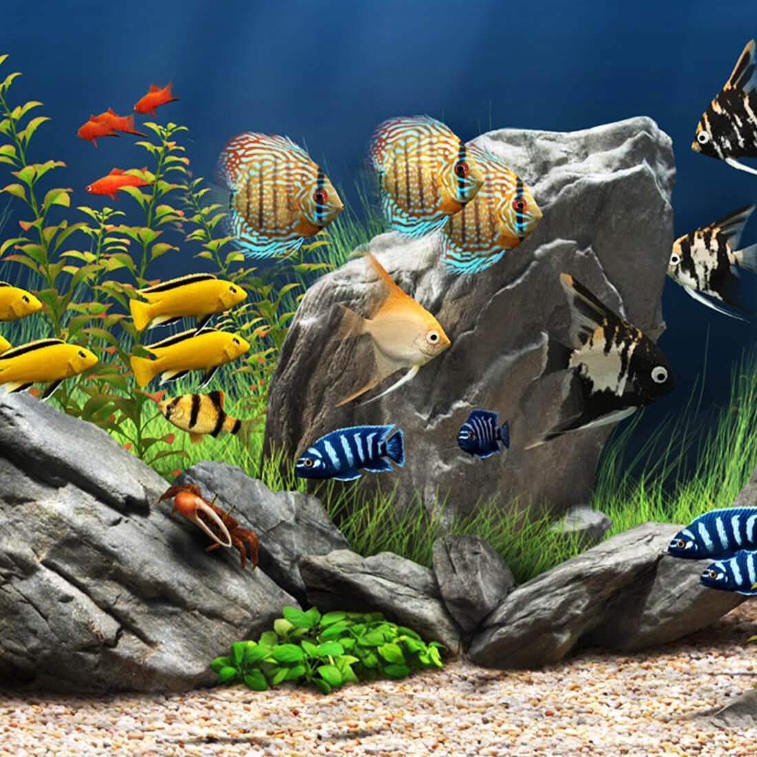 Buntbarsche, Malawisee-Aquarium, Felsen, Diskusfische, Wasserpflanzen, Hintergrundbild fürs iPad