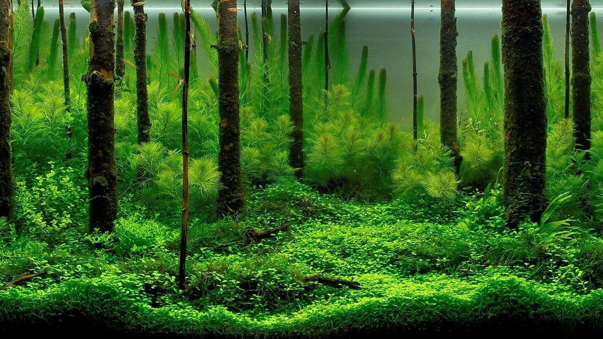 Aquascaping, Unterwasserwald, Wasserpflanzen, Naturaquarium, Grün, 1920x1080, Desktop-Hintergrund