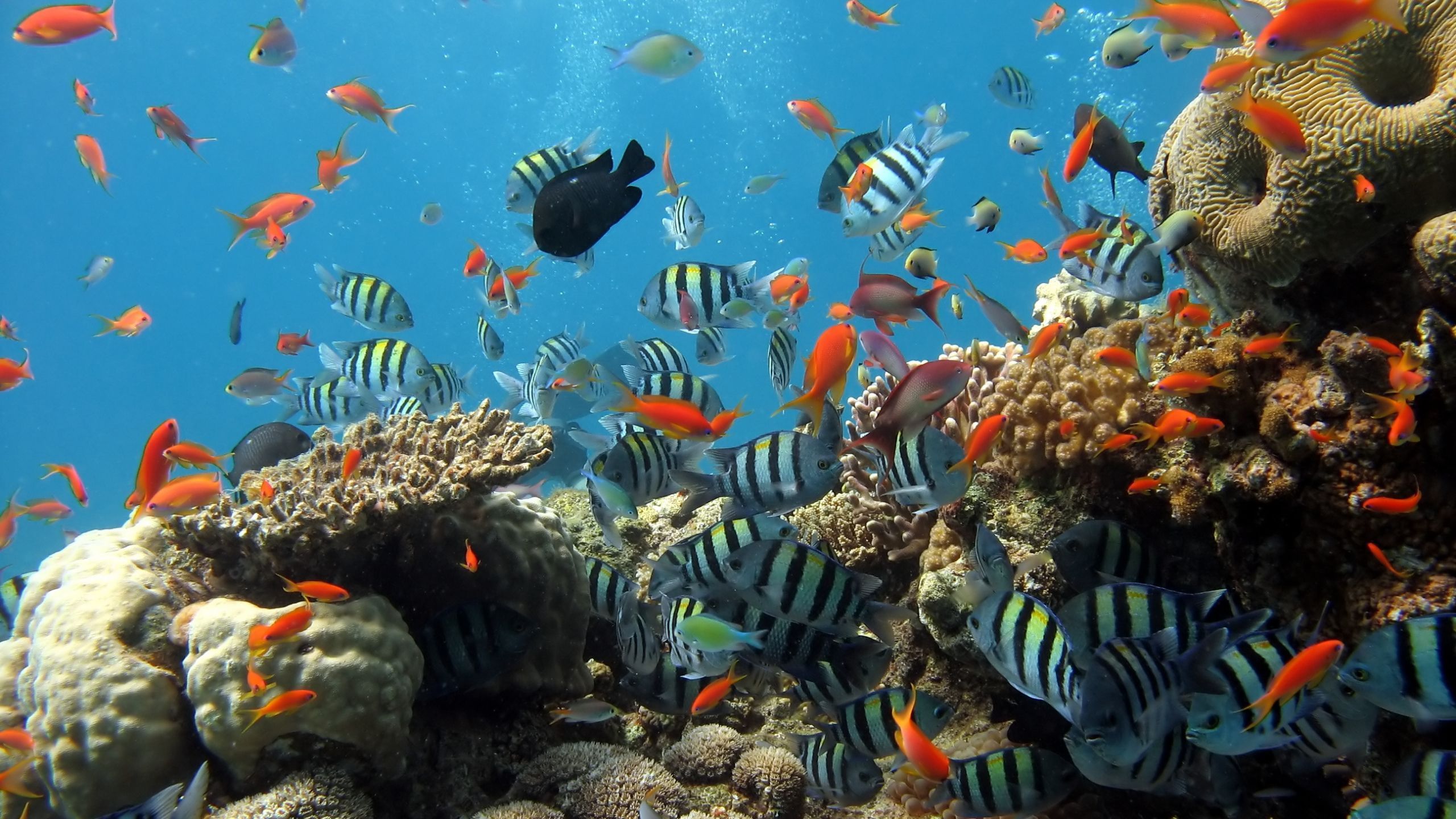Fischschwarm, Korallenriff, Tropische Fische, Unterwasser, Orange, 2K, PC-Hintergrundbild