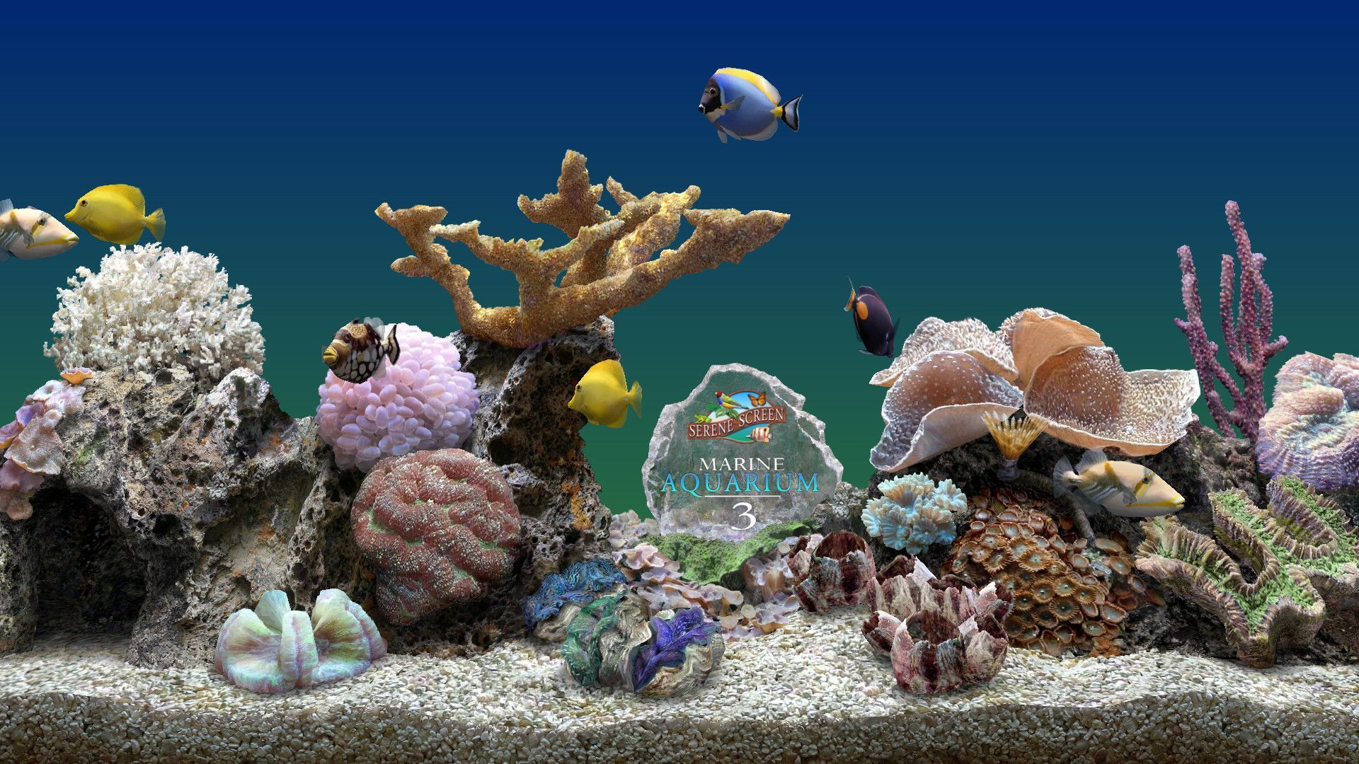 Meerwasseraquarium, Korallen, Steinaufbau, Sandboden, Tropische Fische, 1920x1080, PC-Hintergrundbild