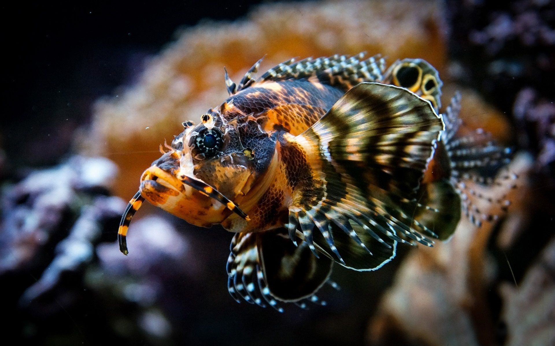 Rotfeuerfisch, Nahaufnahme, Muster, Unterwasser, Dunkel, Full HD, PC-Hintergrundbild
