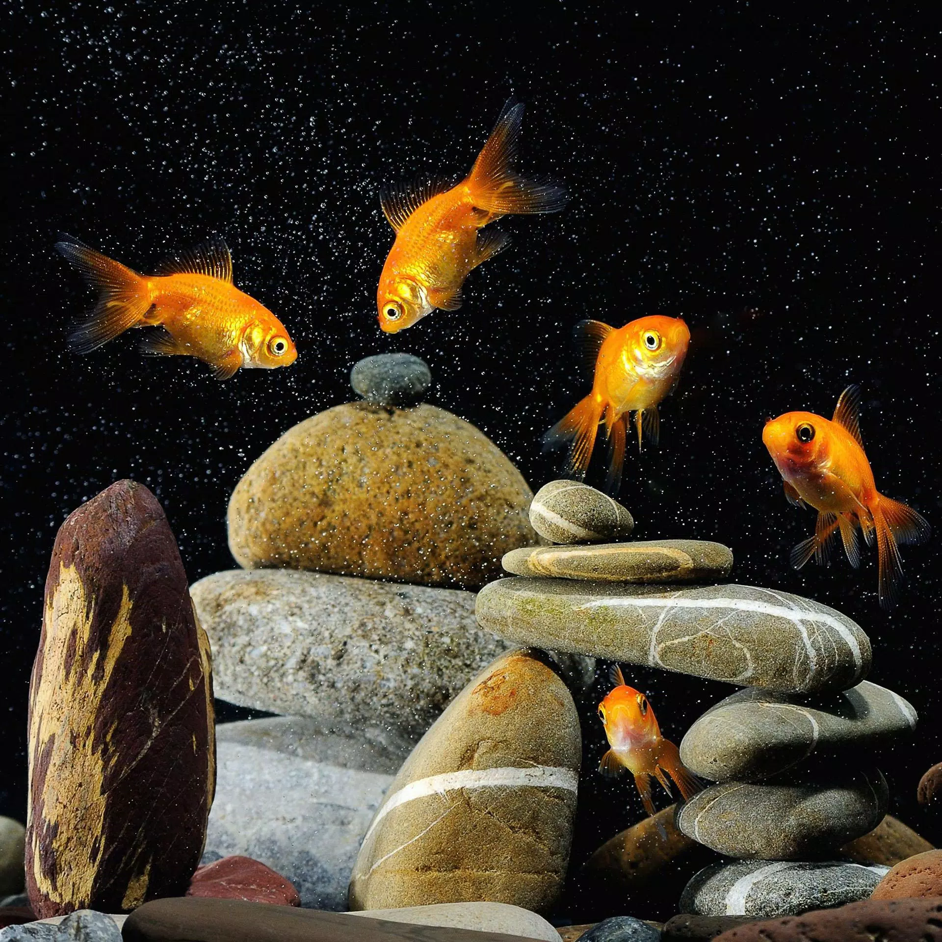 Goldfische, Steinturm, Kieselsteine, Schwarzer Hintergrund, Orange, Full HD Wallpaper
