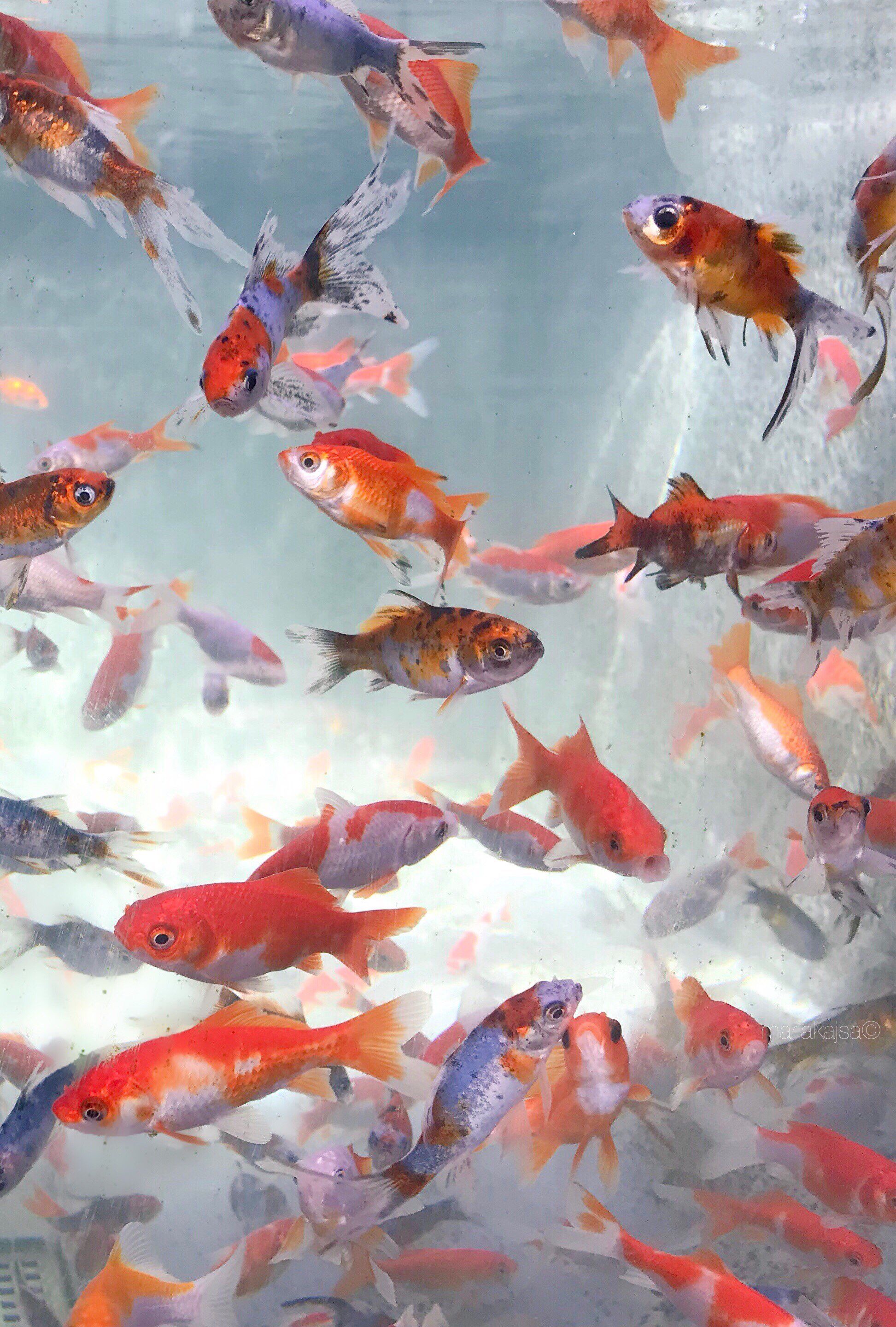 Goldfische, Fischschwarm, Rot und Silber, Wasser, Hochformat, Hintergrundbild fürs Tablet