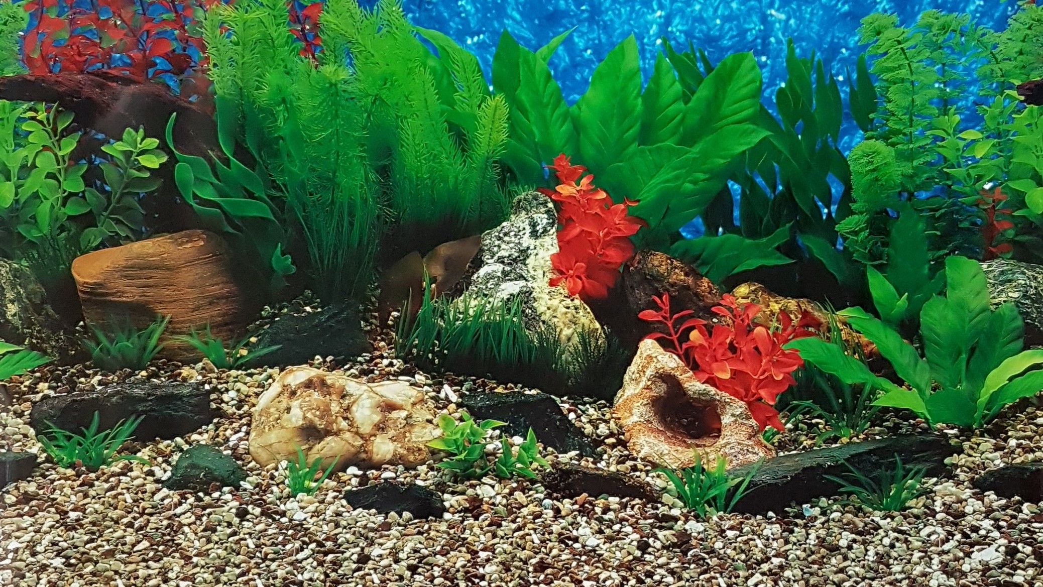 Aquarienrückwand, Wasserpflanzen, Steine, Kies, Grün, 16:9, Full-HD-Hintergrundbild für den Desktop