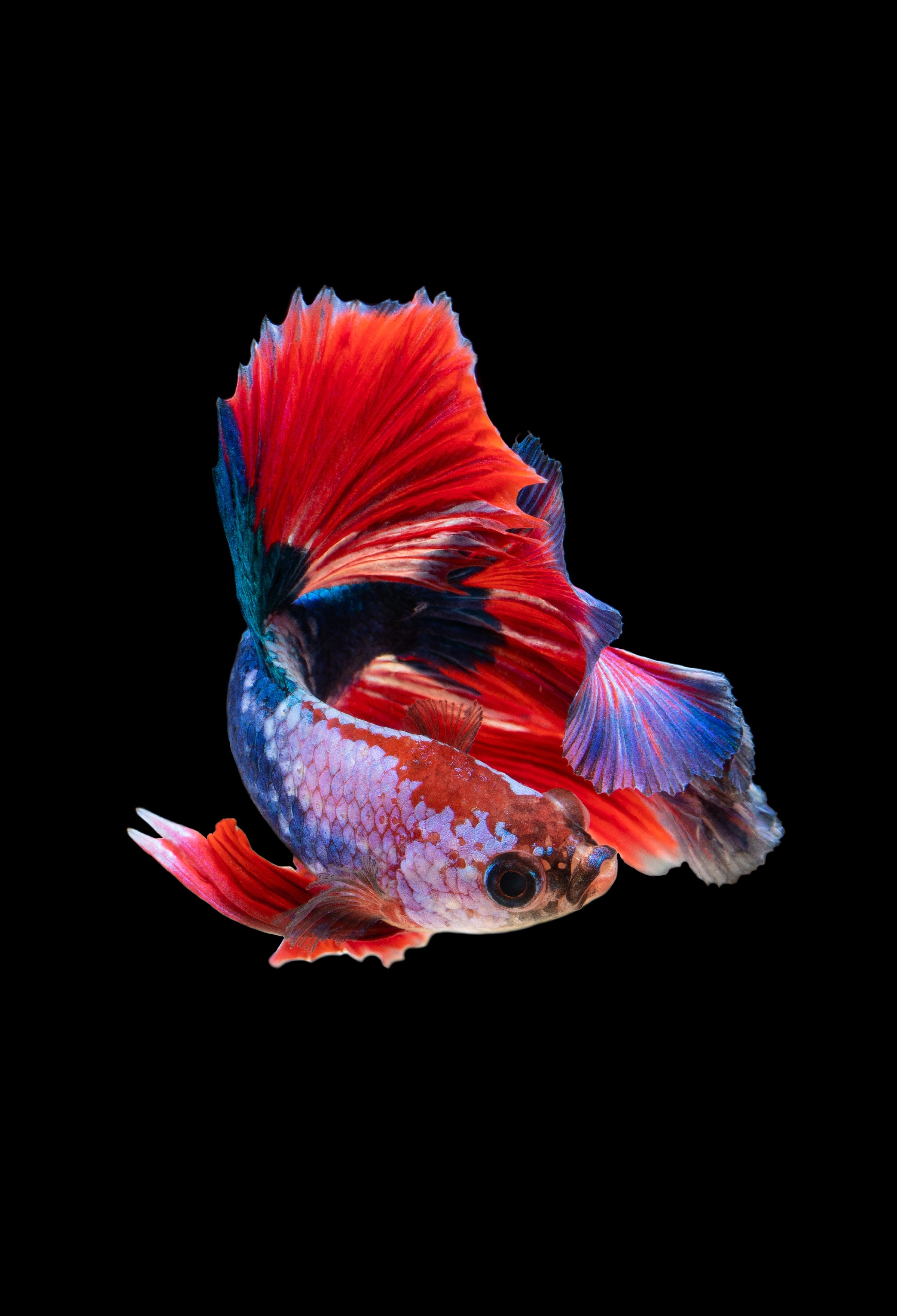 Kampffisch, Betta, Rot, Blau, Schwarzer Hintergrund, QHD+ Wallpaper