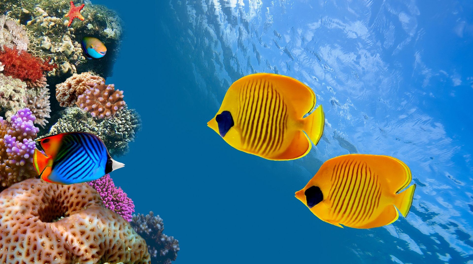 Falterfische, Gelb, Korallenriff, Unterwasser, Blau, 16:9, Full-HD-Hintergrundbild für den Desktop