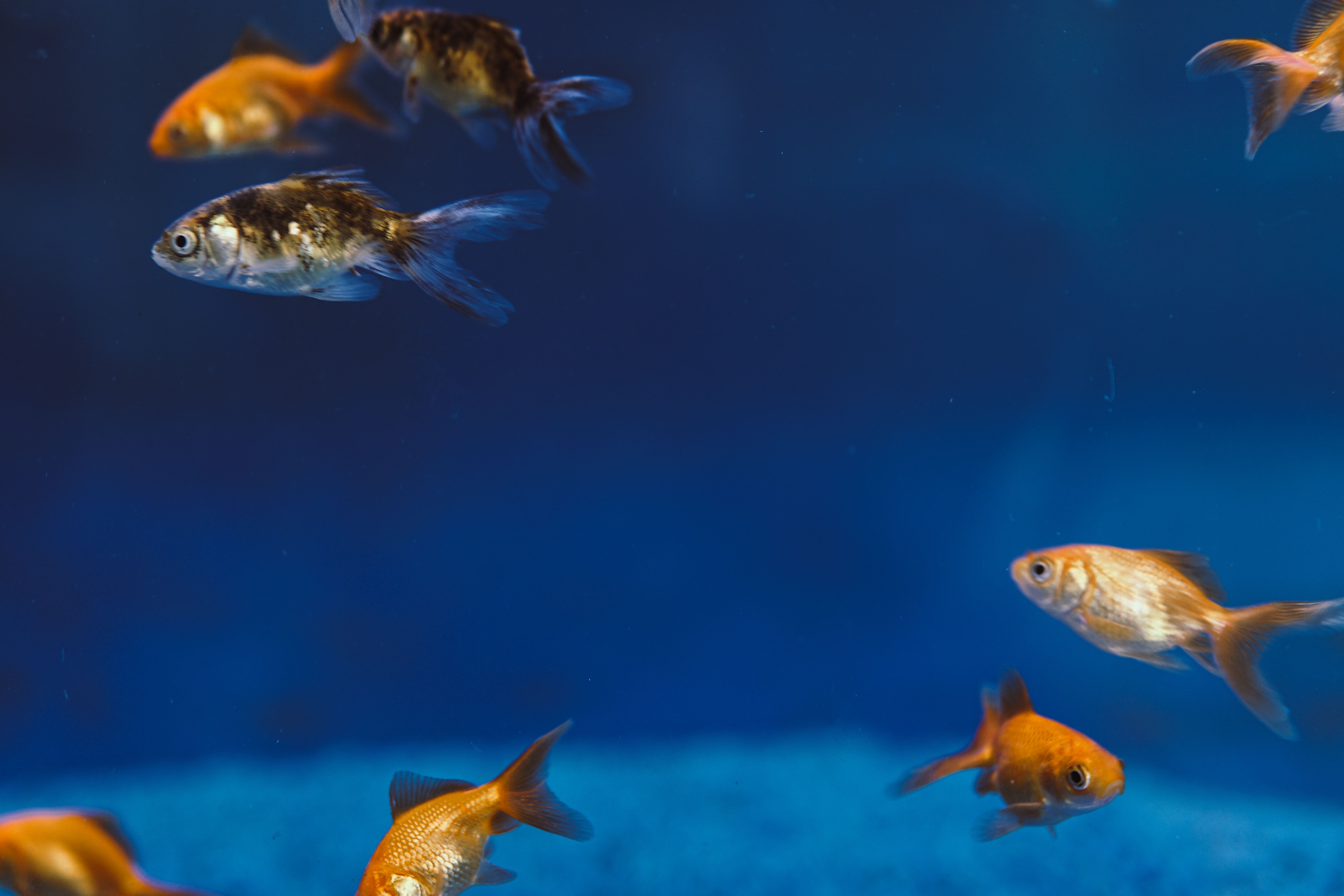Goldfische, Dunkelblau, Unterwasser, Orange, Schwimmend, 6K-Hintergrundbild für PC