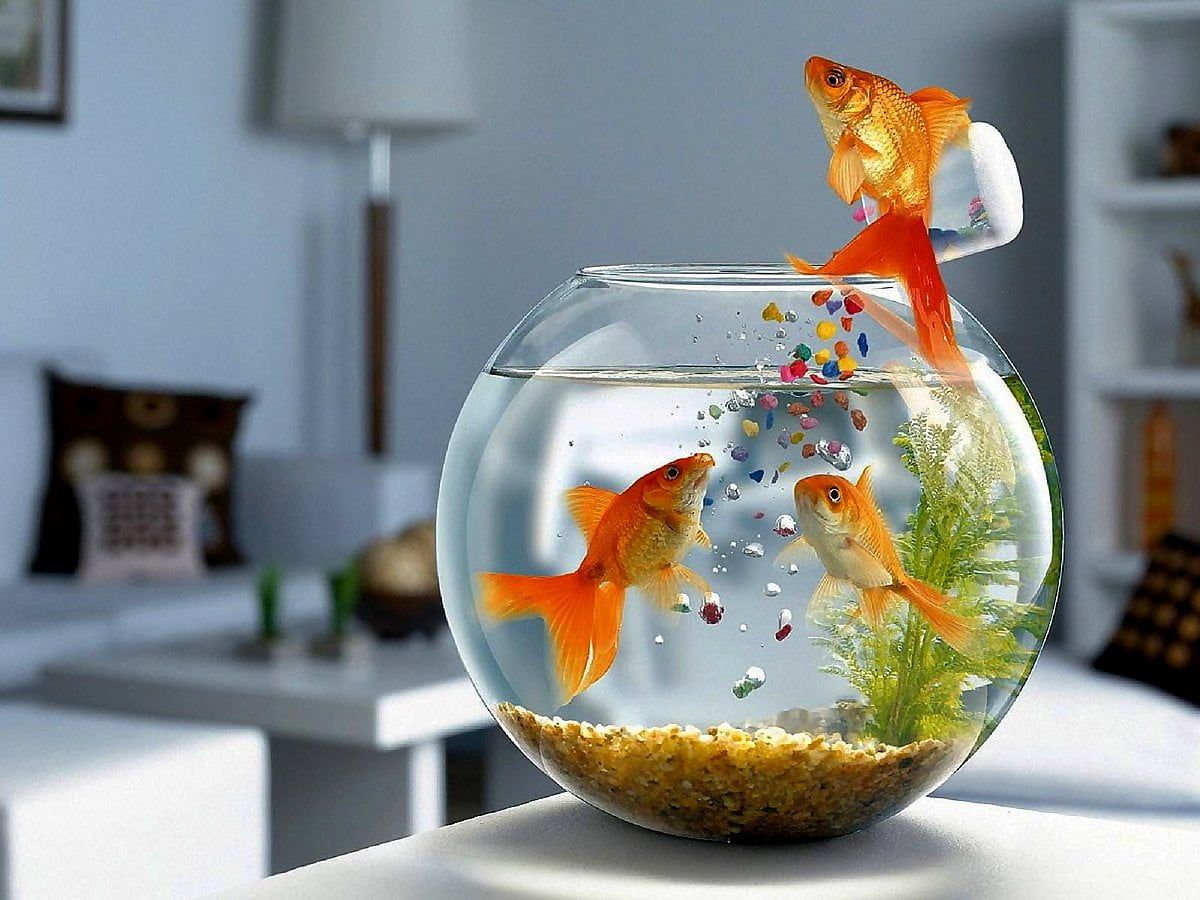 Goldfischglas, Goldfische, Springender Fisch, Wohnzimmer, Kugelaquarium, Hintergrundbild fürs iPad