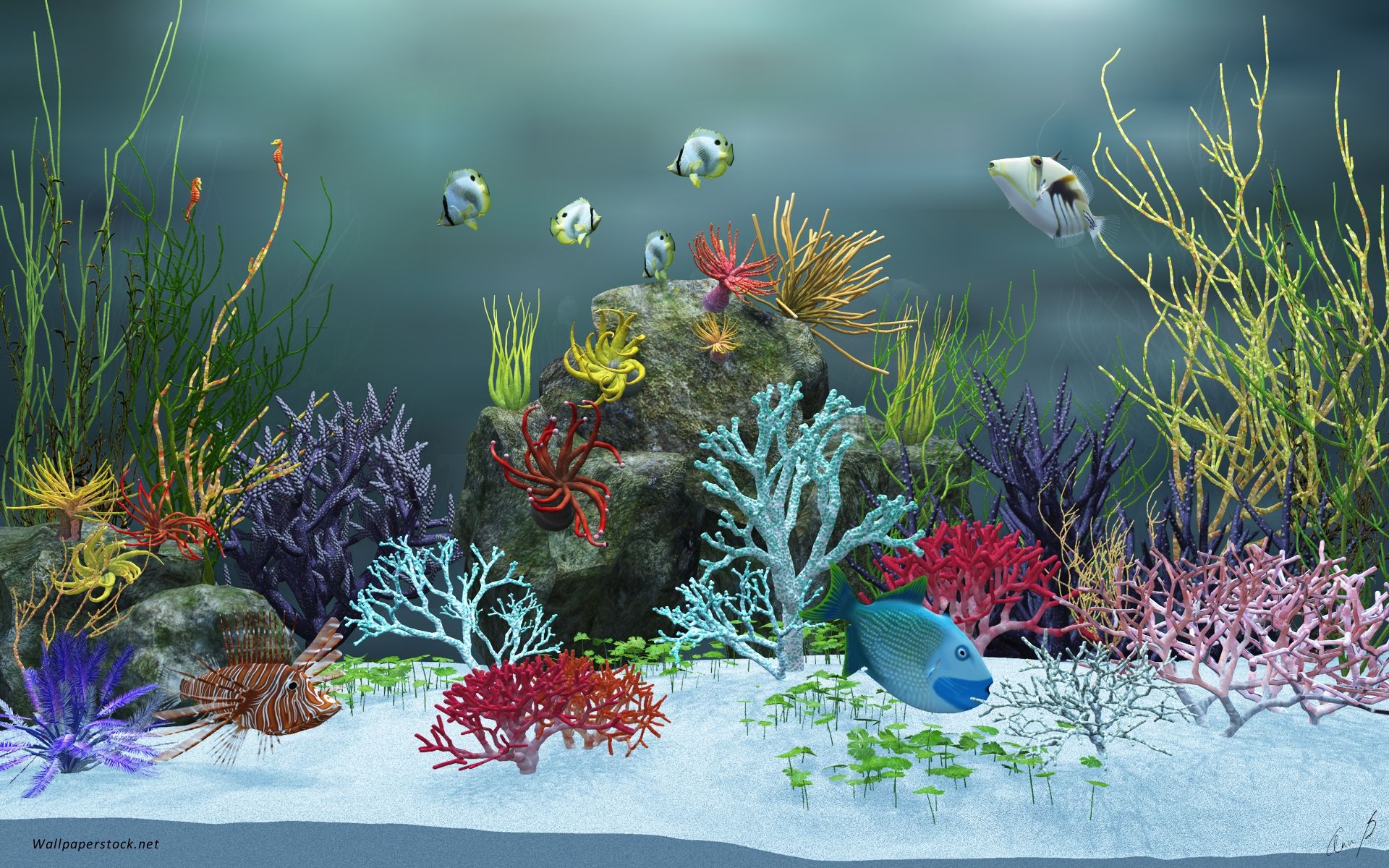 Korallen, Unterwasser, Meerwasseraquarium, Bunte Korallen, Weißer Sand, Full HD, Desktop-Hintergrund