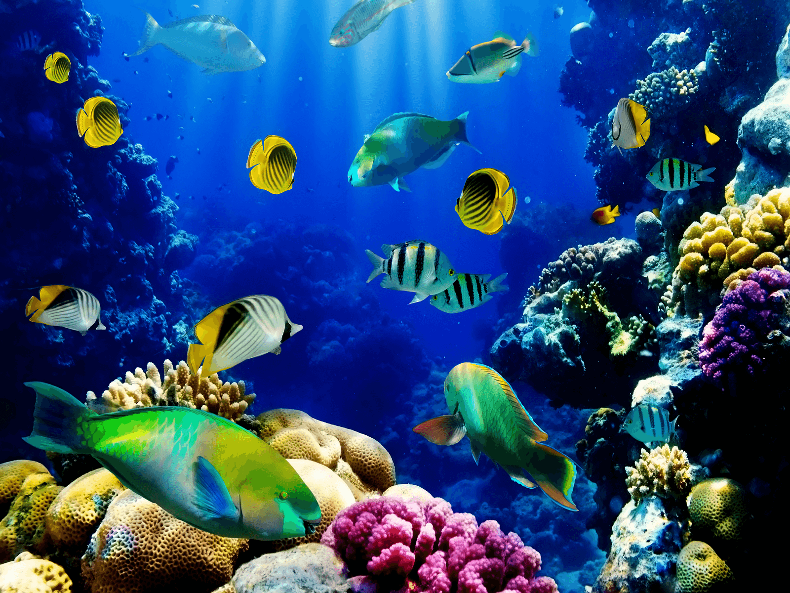 Korallenriff, Papageifisch, Falterfische, Tropische Fische, Blau, HD, iPad-Hintergrundbild