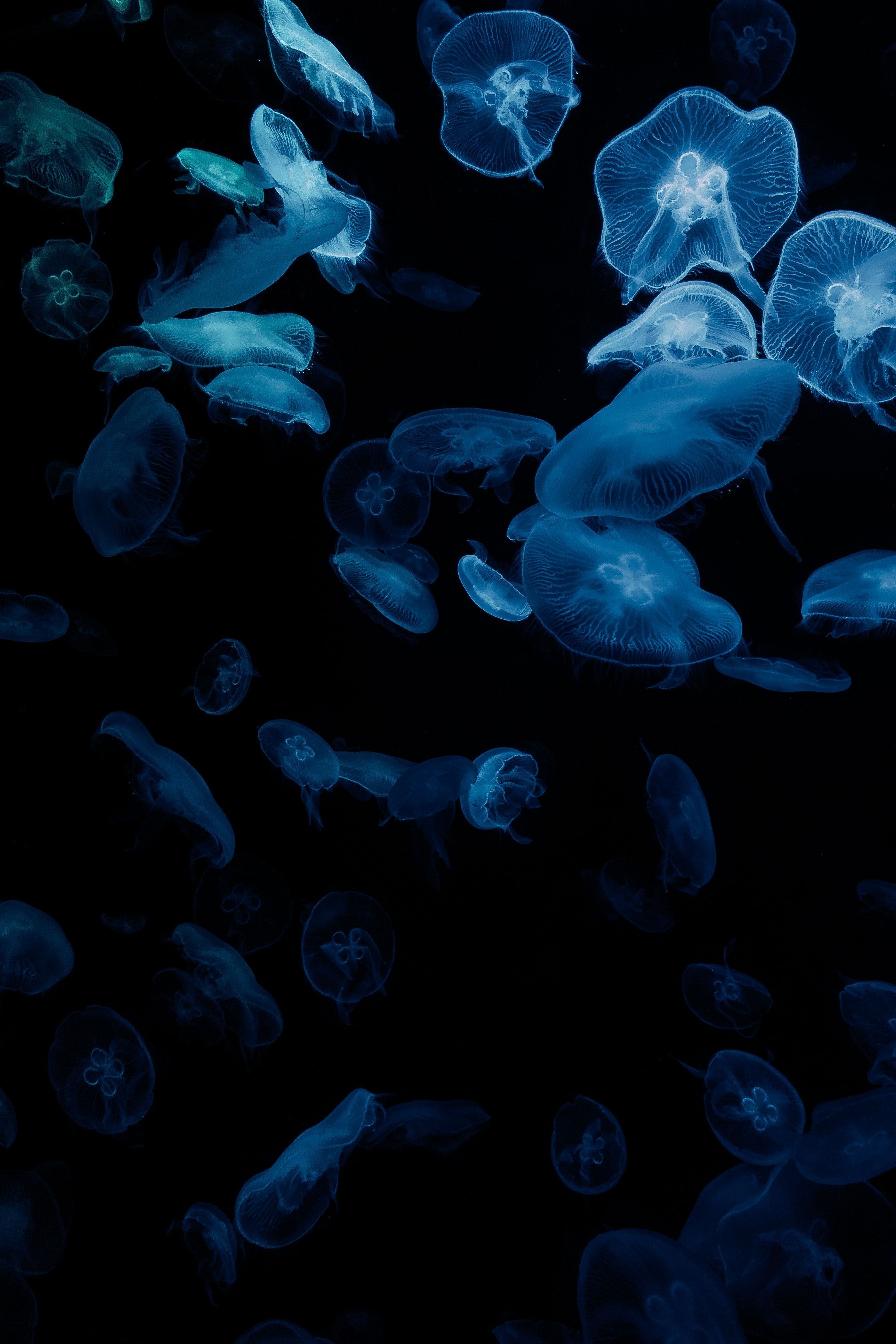 Quallen, Dunkelheit, Unterwasser, Schwarm, Blau, QHD+, Hintergrundbild fürs Handy