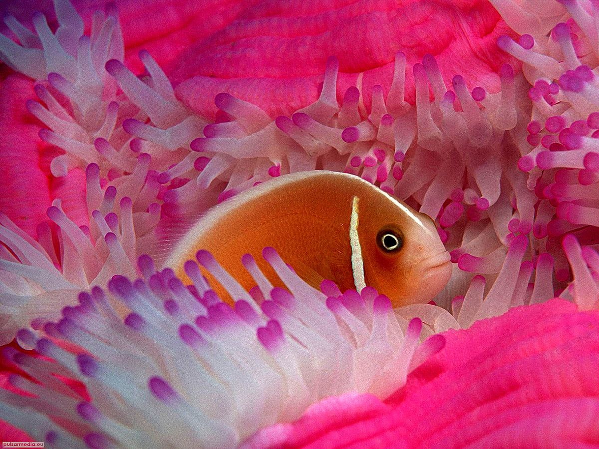 Clownfisch, Seeanemone, Pink, Nahaufnahme, Orange, Hintergrundbild für iPad und Tablet
