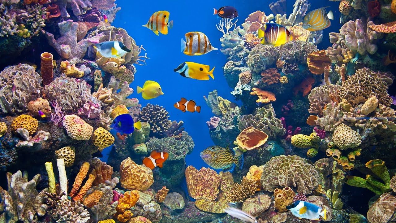 Korallenriff, Tropische Fische, Meerwasseraquarium, Bunt, Doktorfische, HD, Breitbild-Hintergrundbild