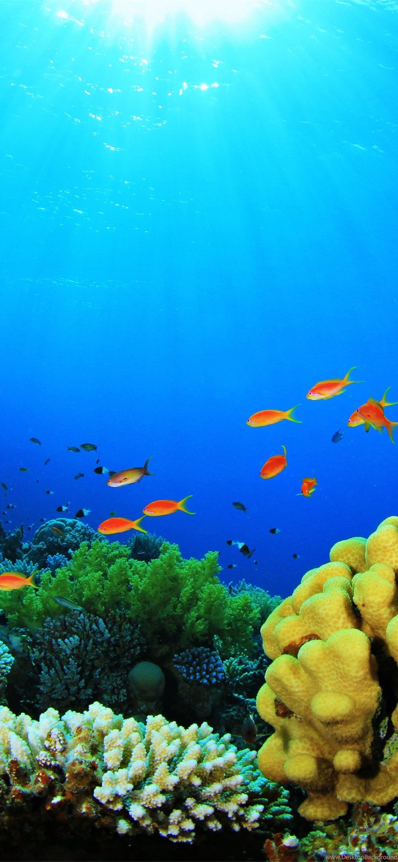Korallenriff, Lichtstrahlen, Unterwasser, Türkis, Fische, Full HD, Handy-Hintergrundbild