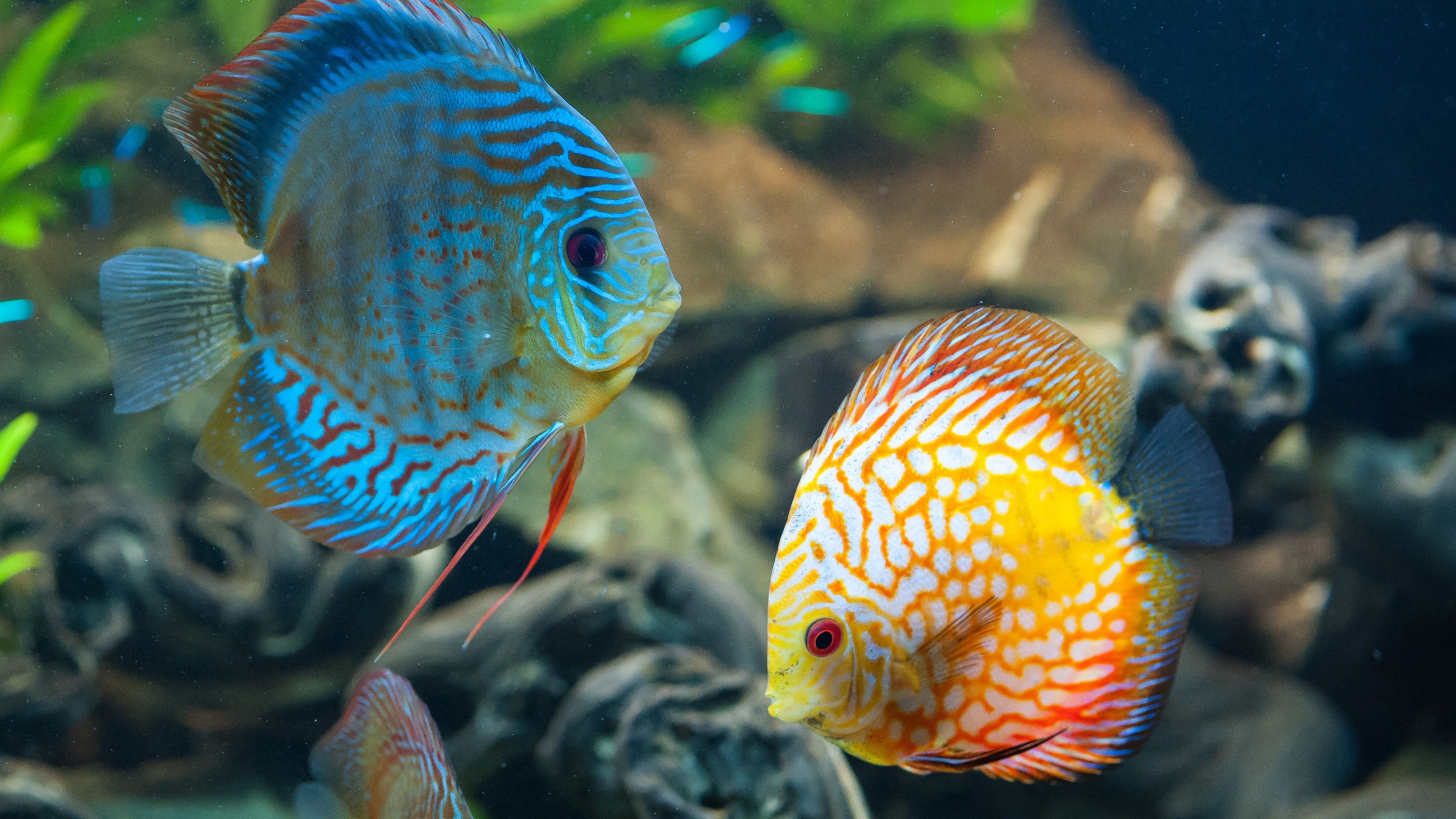Diskusfische, Buntbarsche, Nahaufnahme, Blau, Orange, 4K, Hintergrundbild für den PC