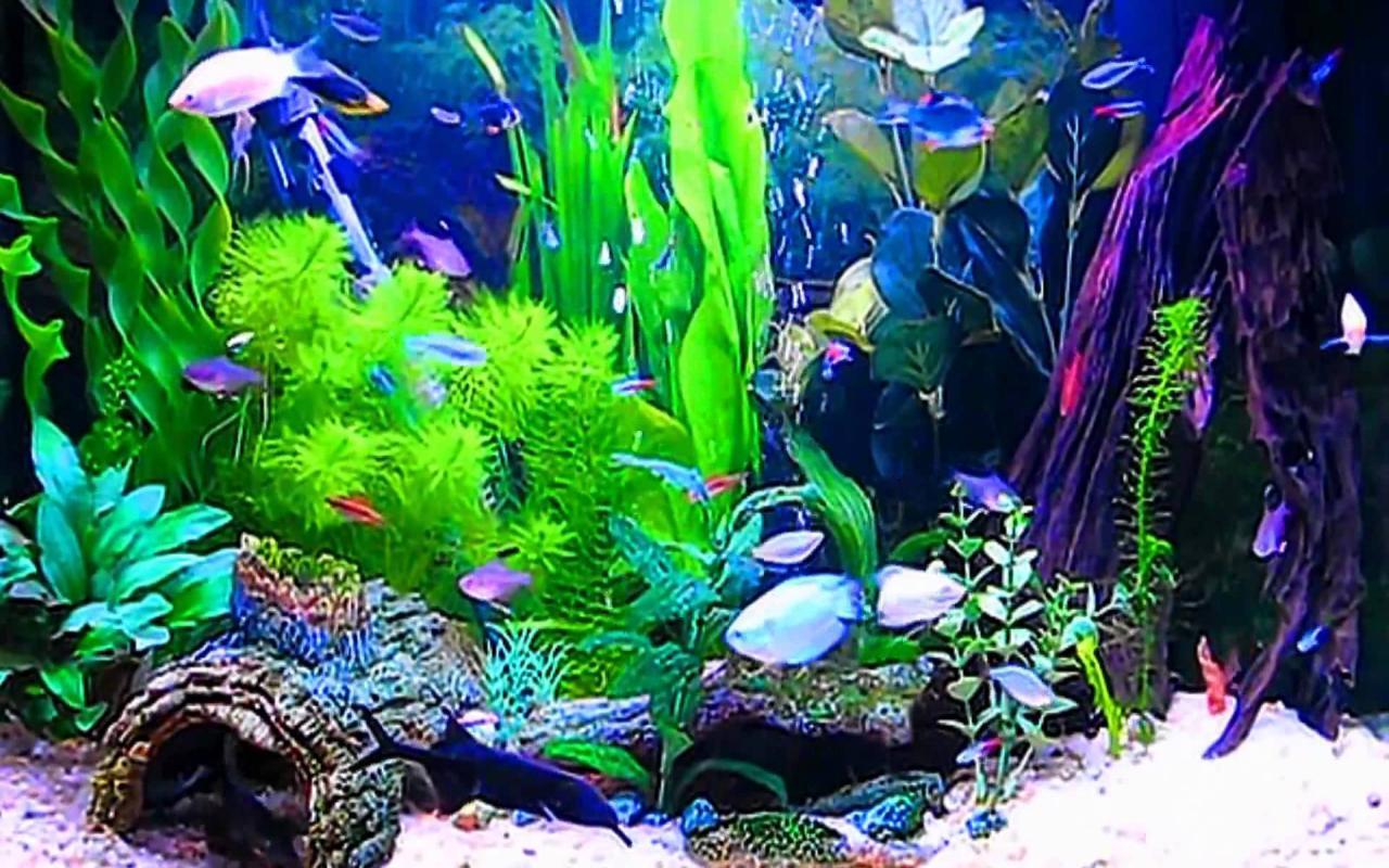 Pflanzenaquarium, Wasserpflanzen, Neonfische, Bunt, Süßwasseraquarium, HD, Desktop-Hintergrund