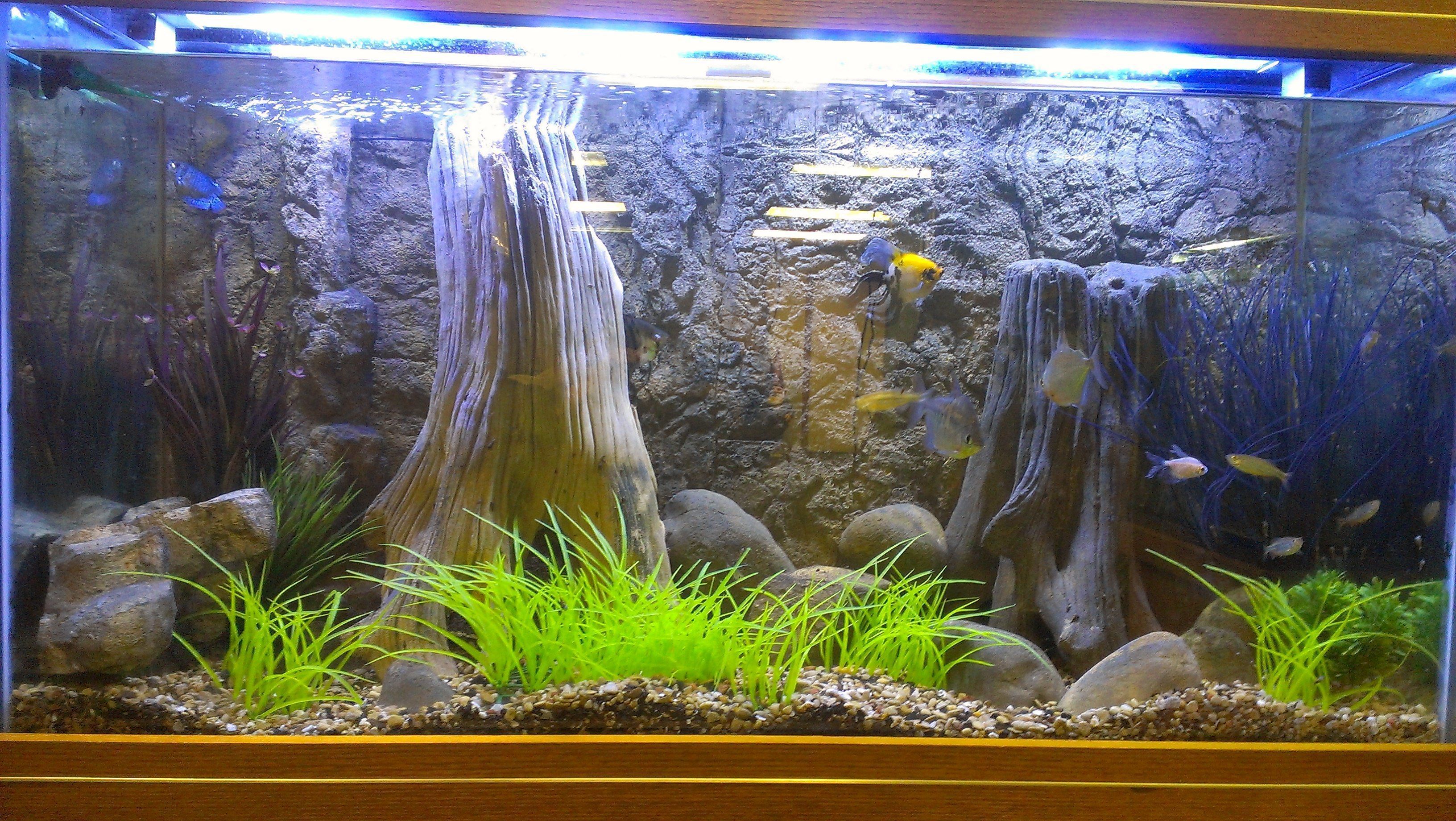 Süßwasseraquarium, Felsrückwand, Wurzeln, Wasserpflanzen, Beleuchtung, 2K, Windows-Hintergrundbild
