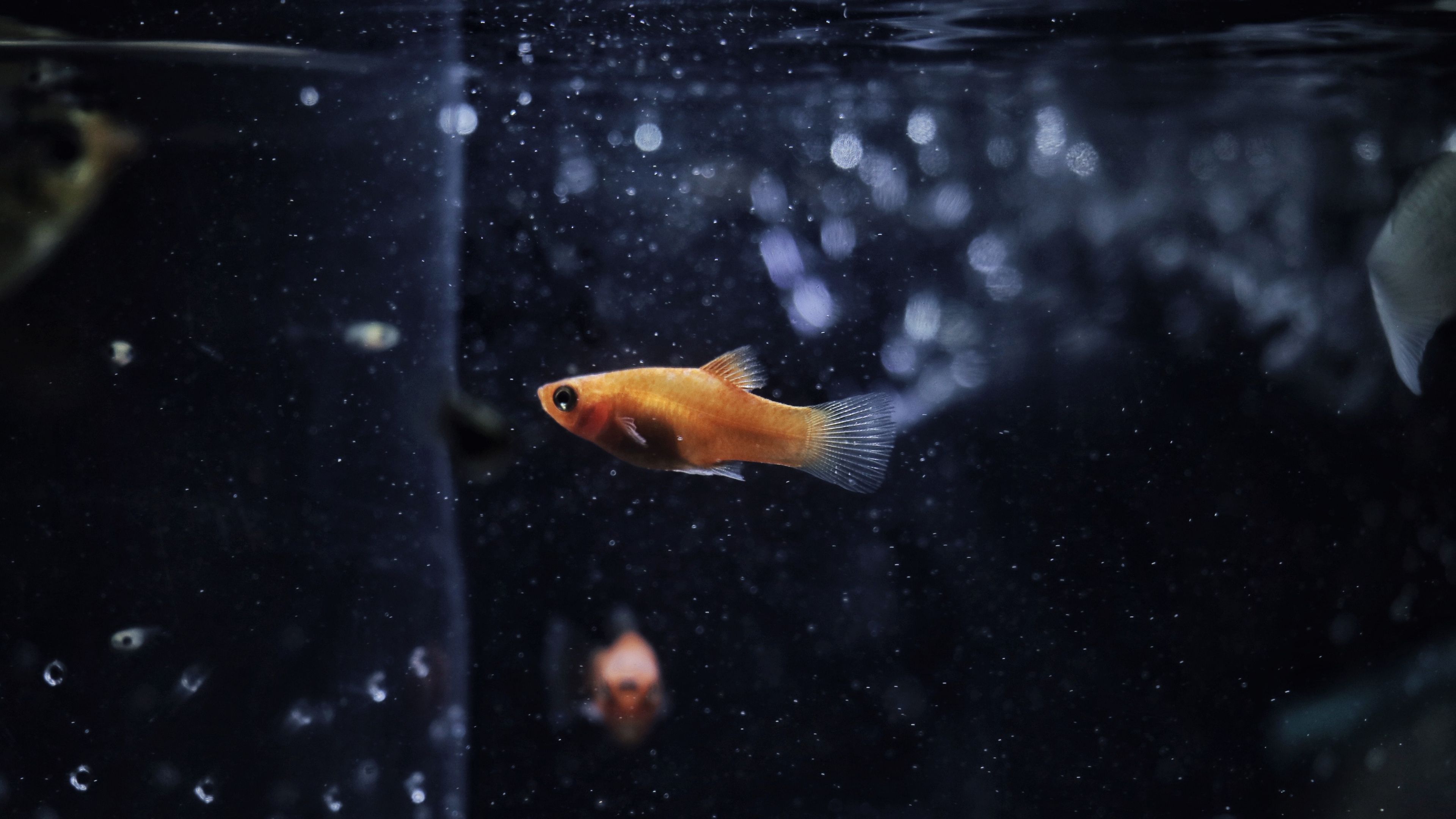 Platy, Zierfisch, Luftblasen, Dunkel, Orange, 4K 2160p, Desktop-Hintergrundbild
