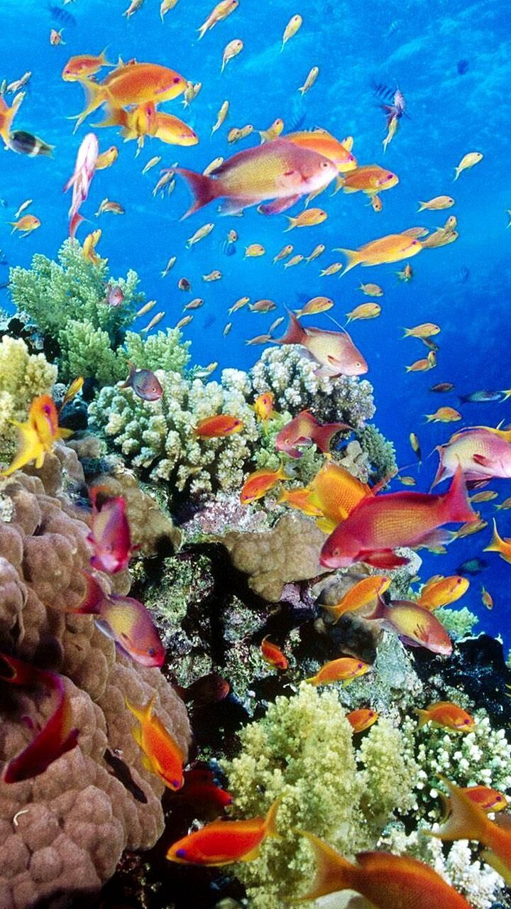 Korallenriff, Fahnenbarsche, Tropische Fische, Unterwasser, Blau, HD, Handy-Hintergrundbild