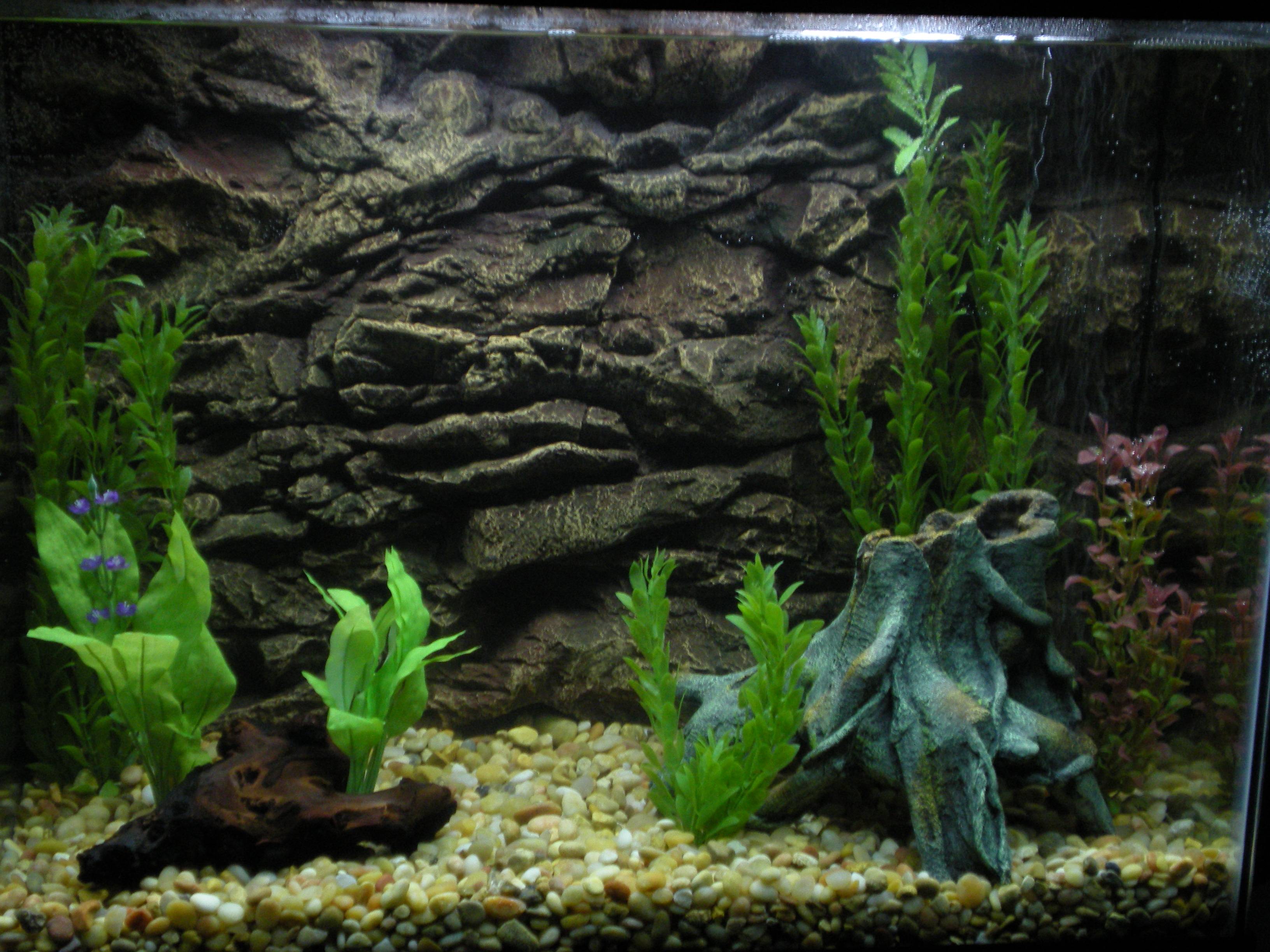 Aquarium, Felsrückwand, Wasserpflanzen, Kies, Süßwasseraquarium, 2K, iPad-Hintergrundbild