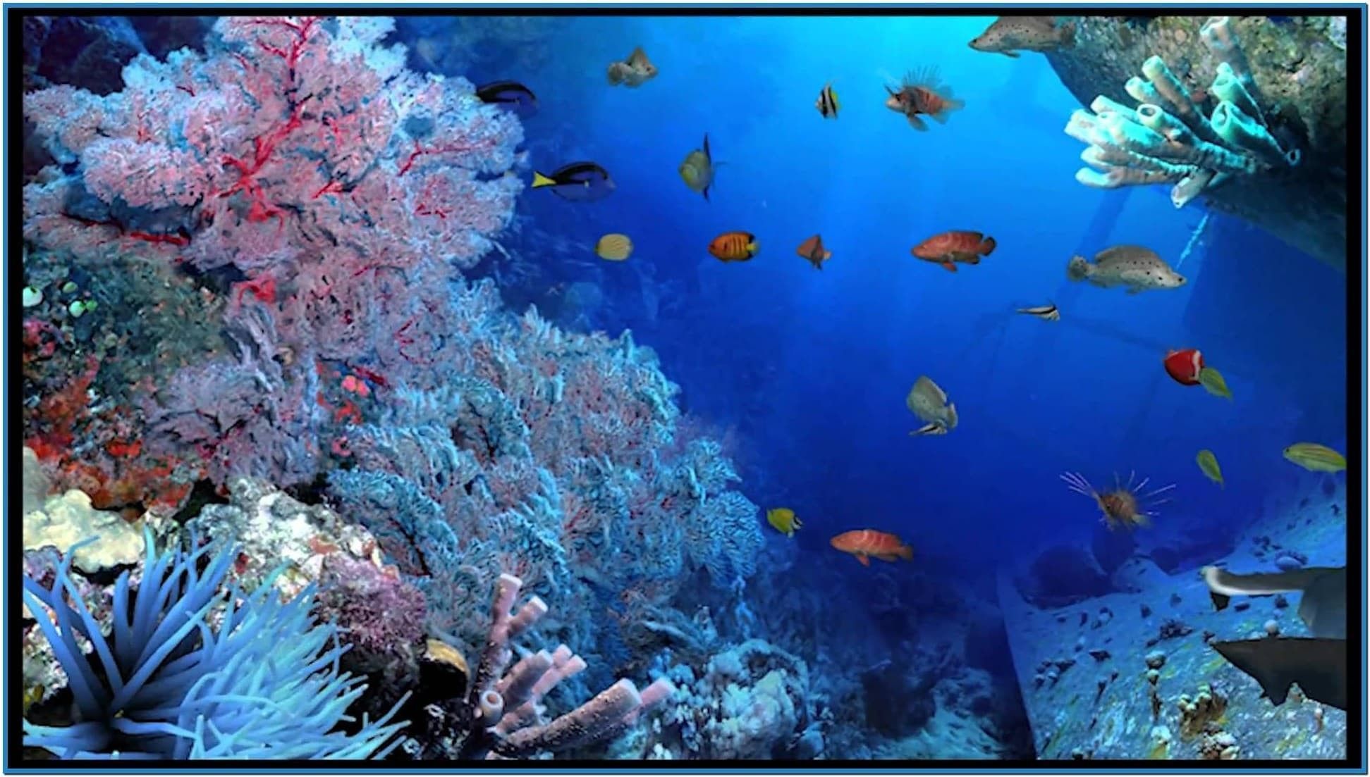 Korallenriff, Gorgonien, Tropische Fische, Unterwasser, Blau, Full-HD-Hintergrundbild für PC