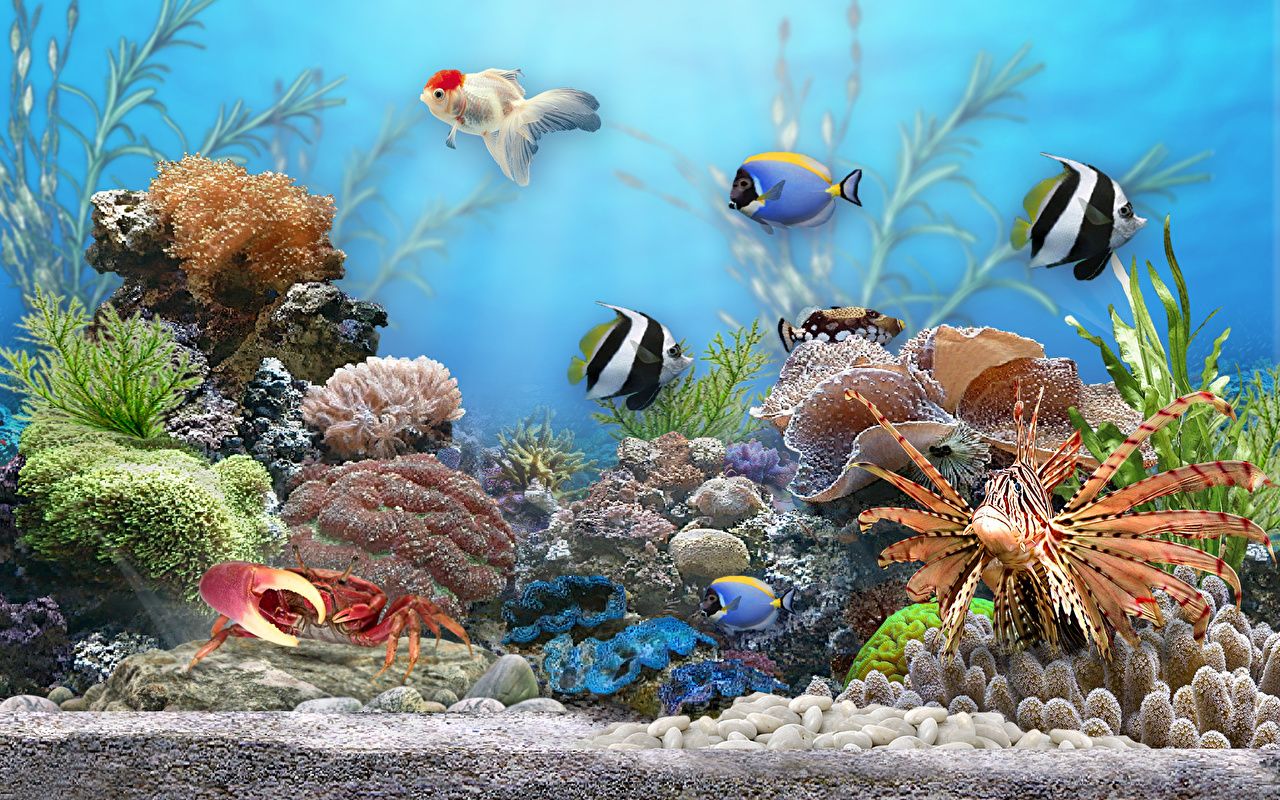 Meerwasseraquarium, Rotfeuerfisch, Wimpelfische, Paletten-Doktorfisch, Korallen, HD-Hintergrund