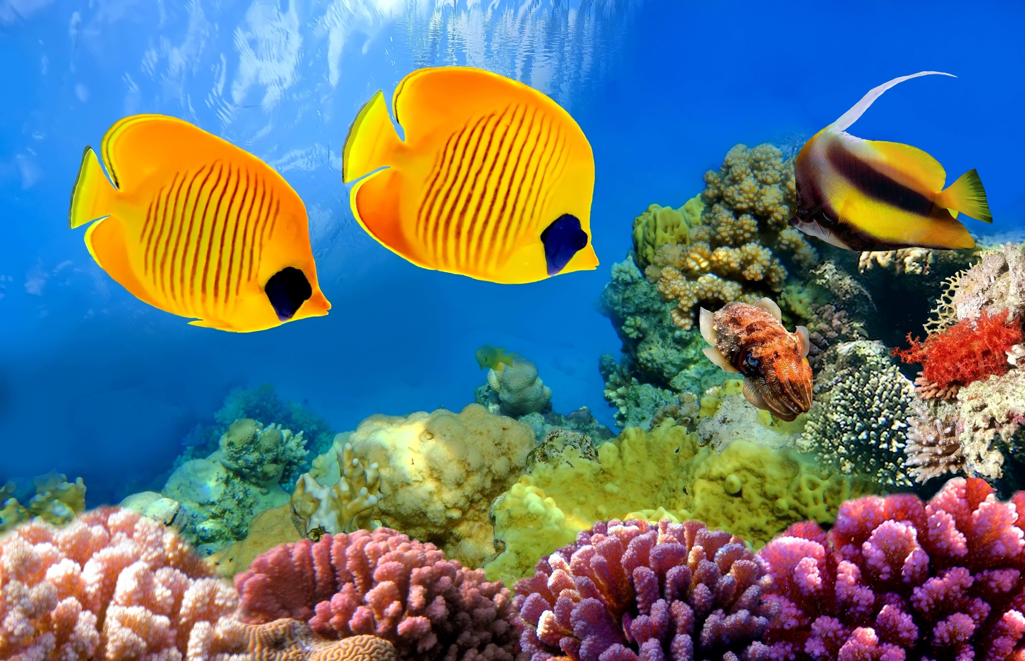 Falterfische, Wimpelfisch, Korallenriff, Gelb, Bunte Korallen, 4K-Hintergrundbild für PC