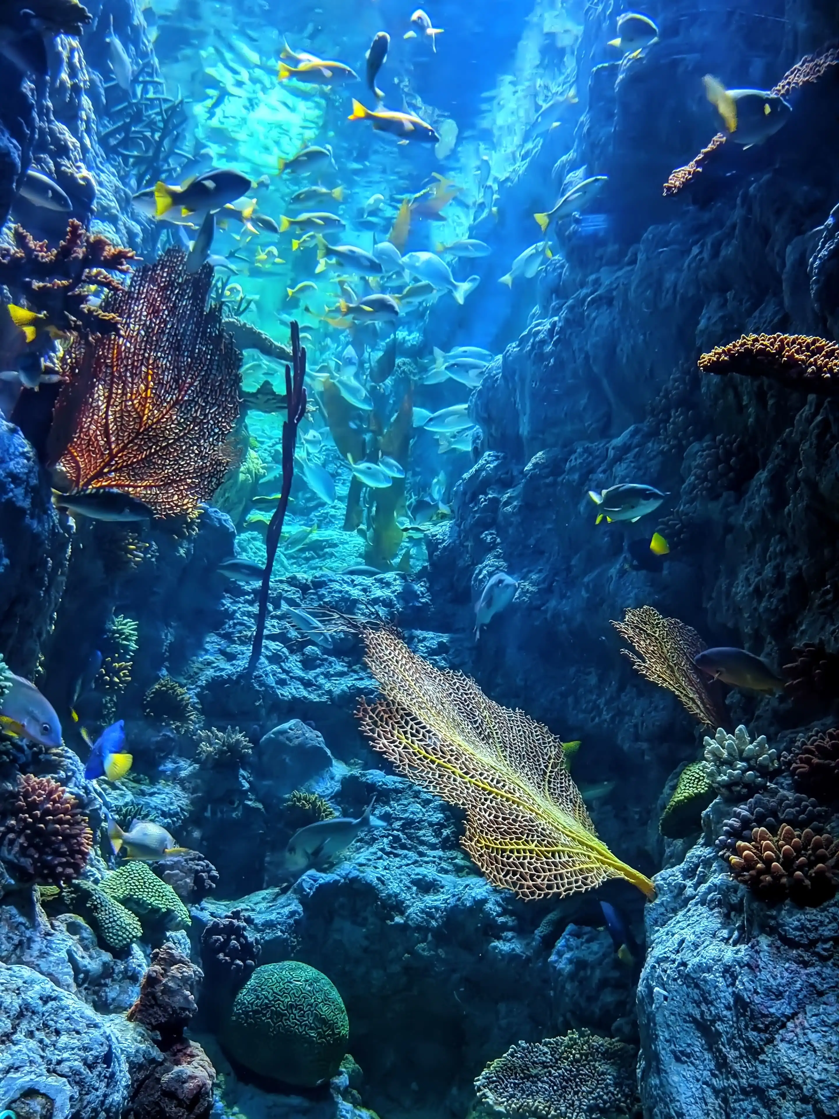 Riffwand, Taucher, Unterwasser, Fische, Dunkelblau, QHD+, iPad-Hintergrundbild